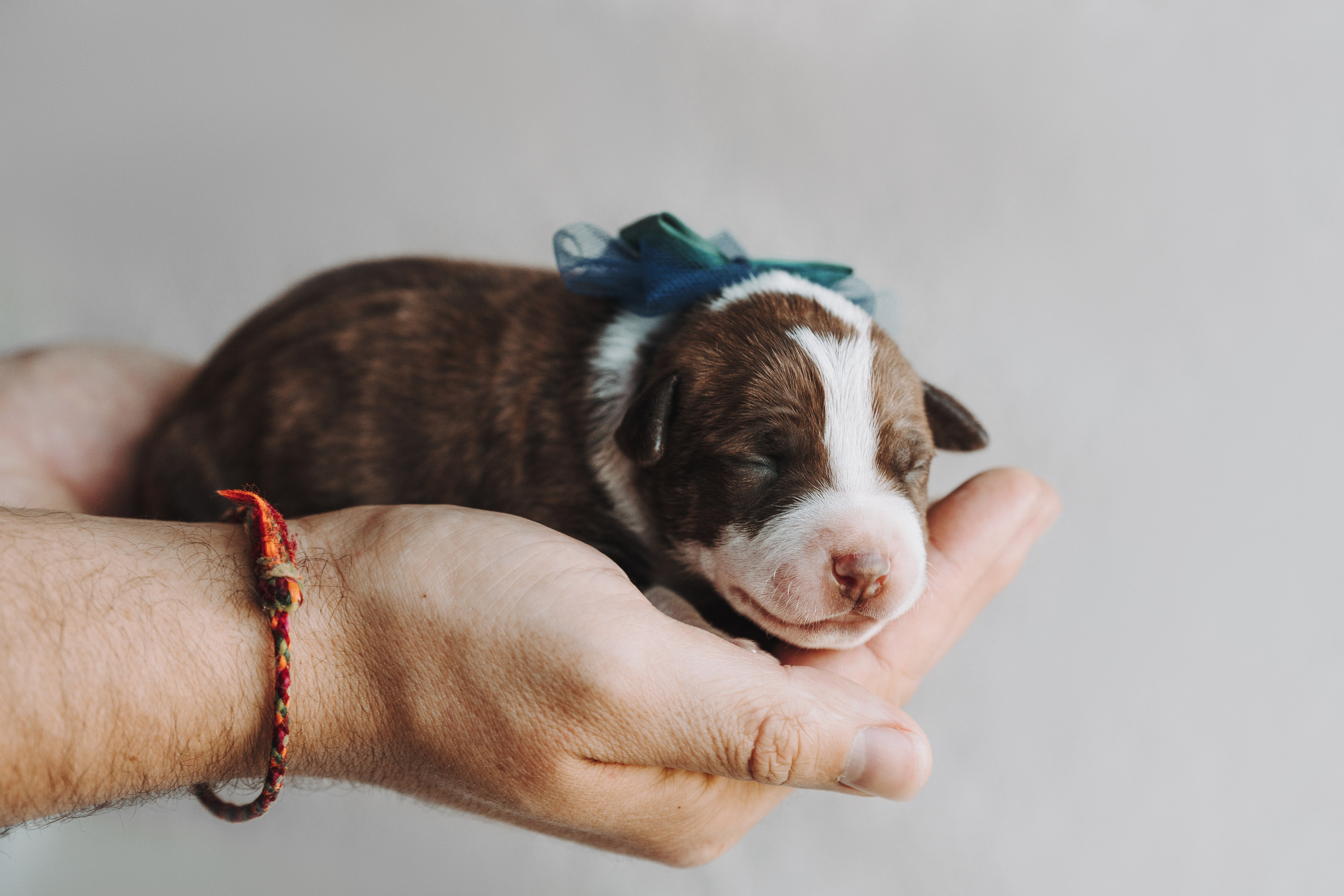 Прайтеры. Фотограф анималист Осипчикова Мария