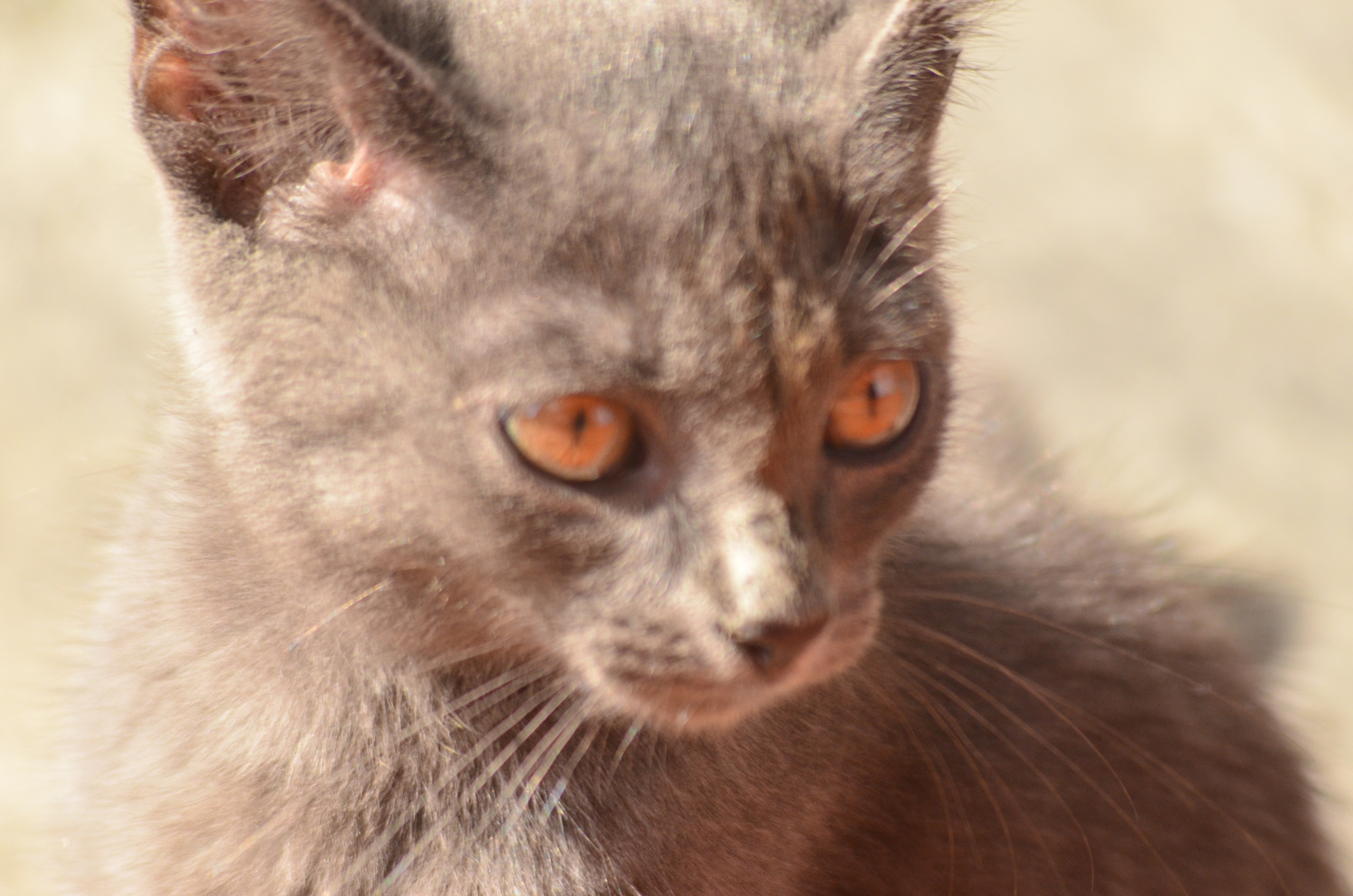 Дары природы. Фотограф viktor viktor