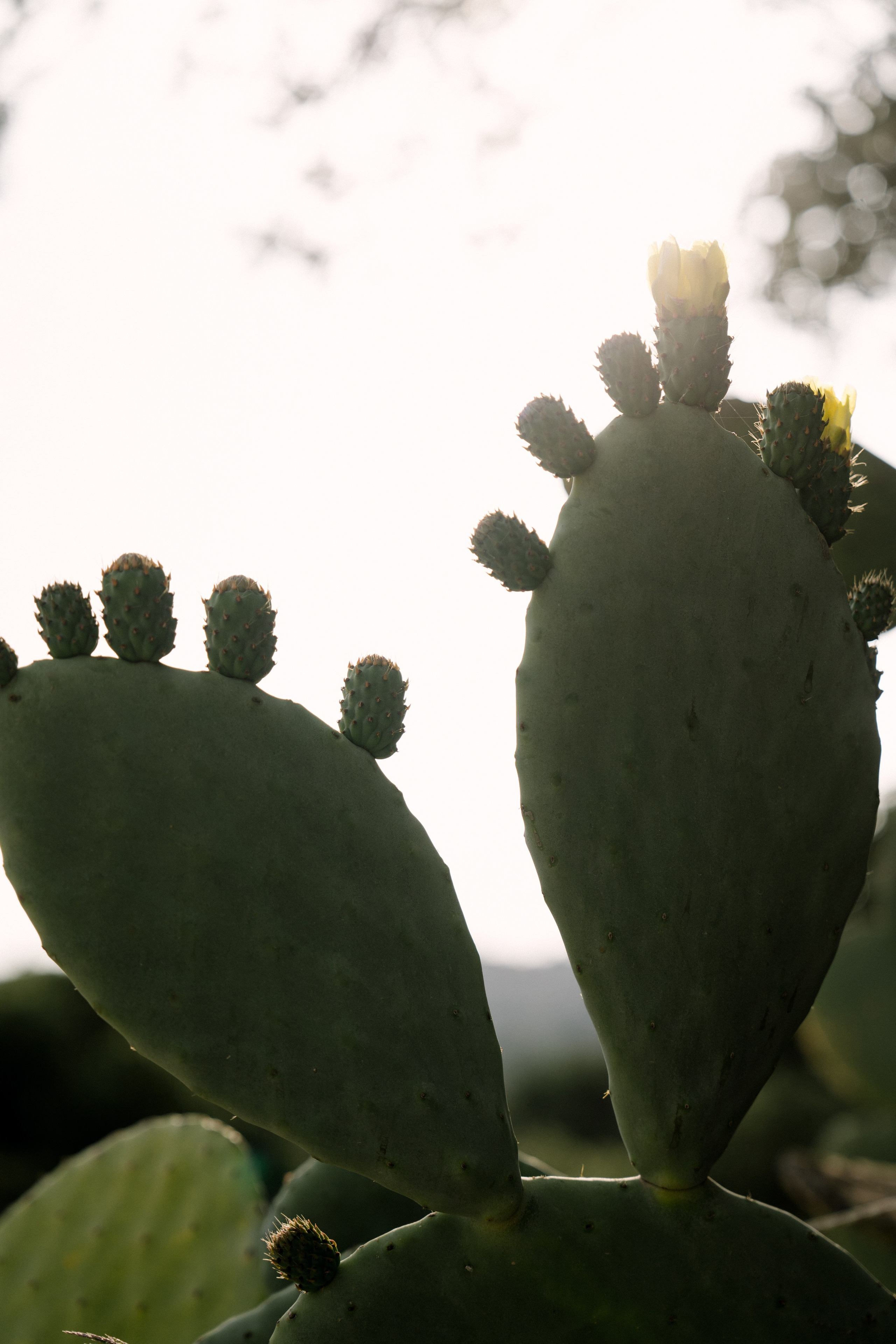 Андрей & Александра. Бодрум. Оформление свадеб, декор свадеб Вера Маркова, Москва