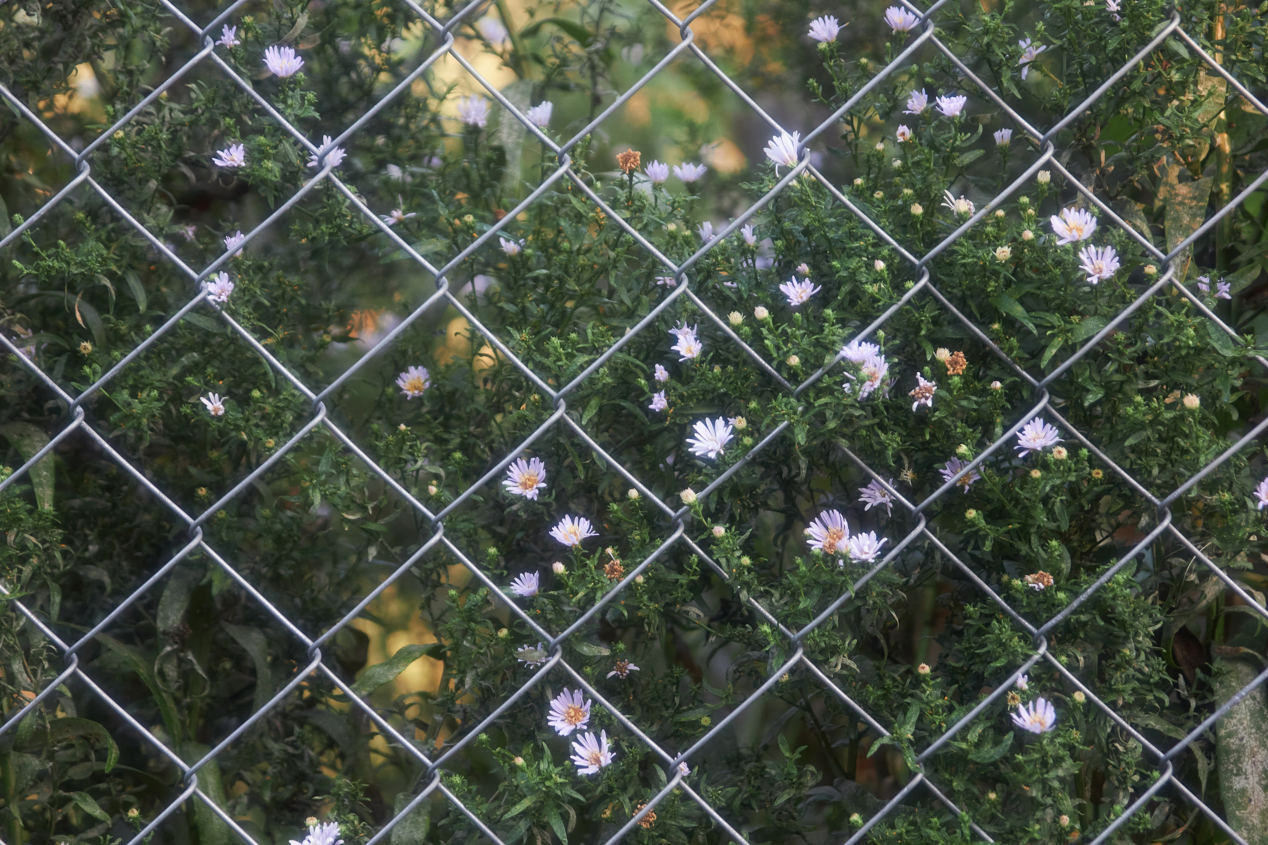 Цветы. Фотограф Сергей Яркин