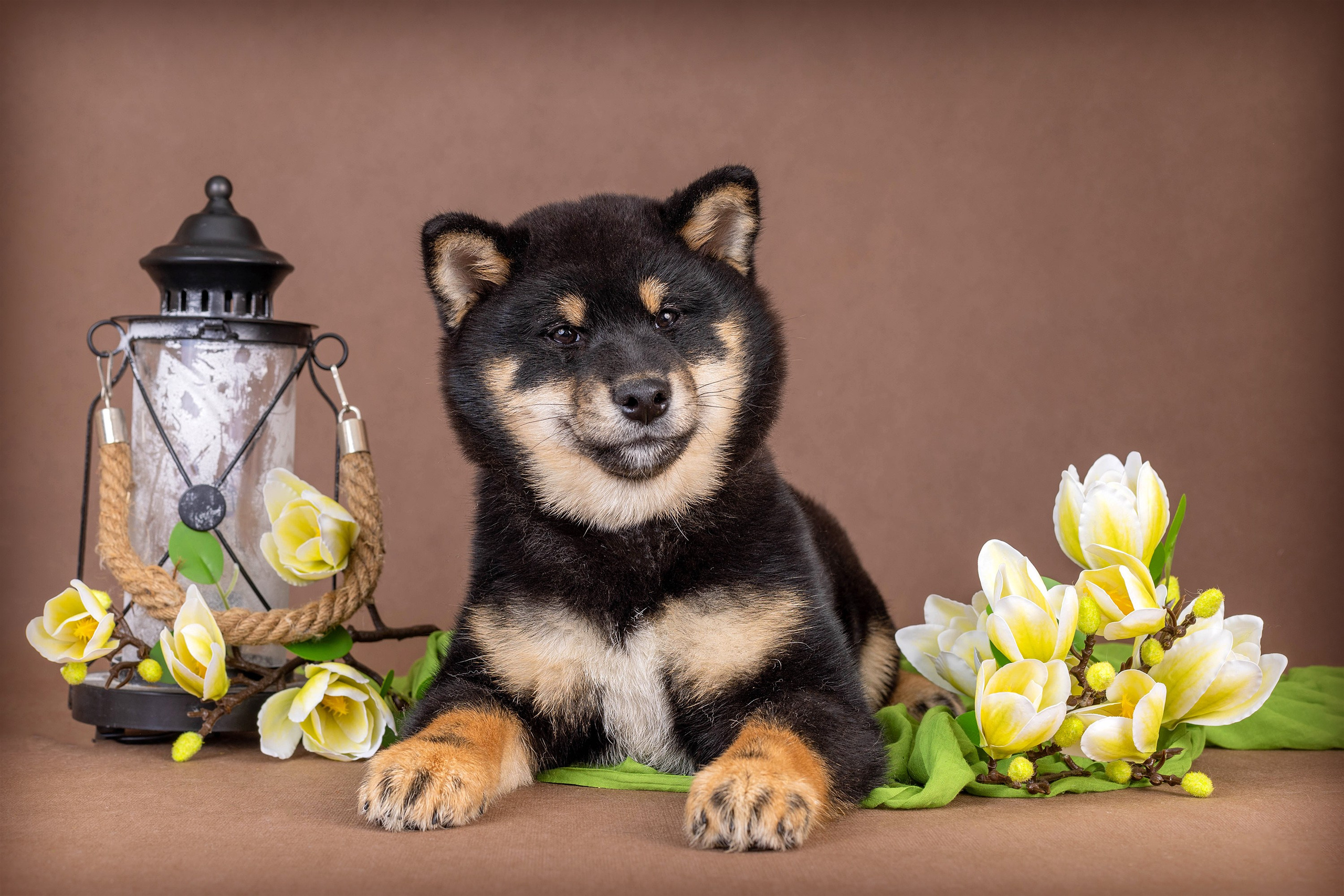 Галерея щенков. Фотограф-анималист в Омске Екатерина Маричева