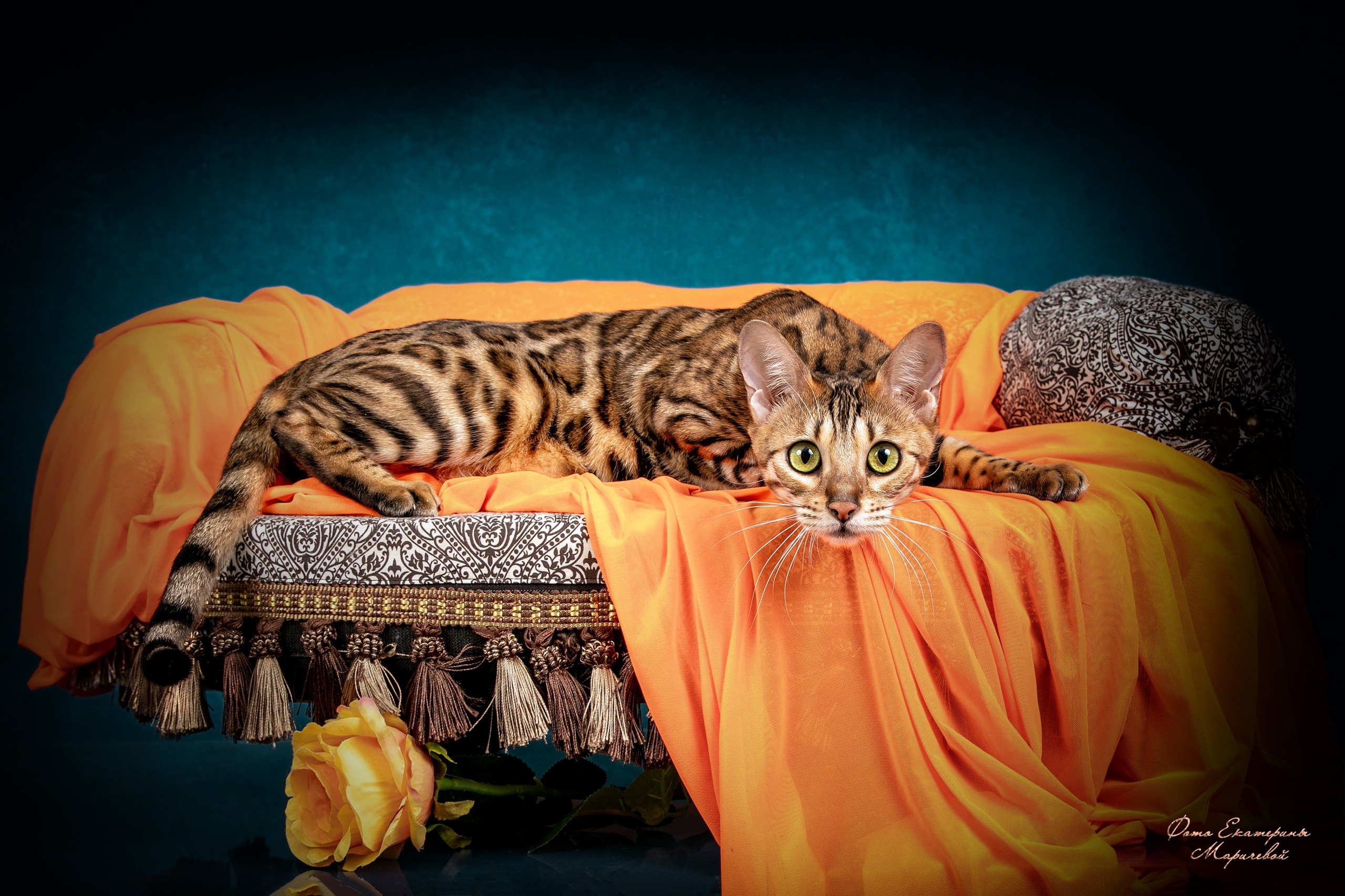 Студийная съёмка на моей территории. Фотограф-анималист в Омске Екатерина Маричева