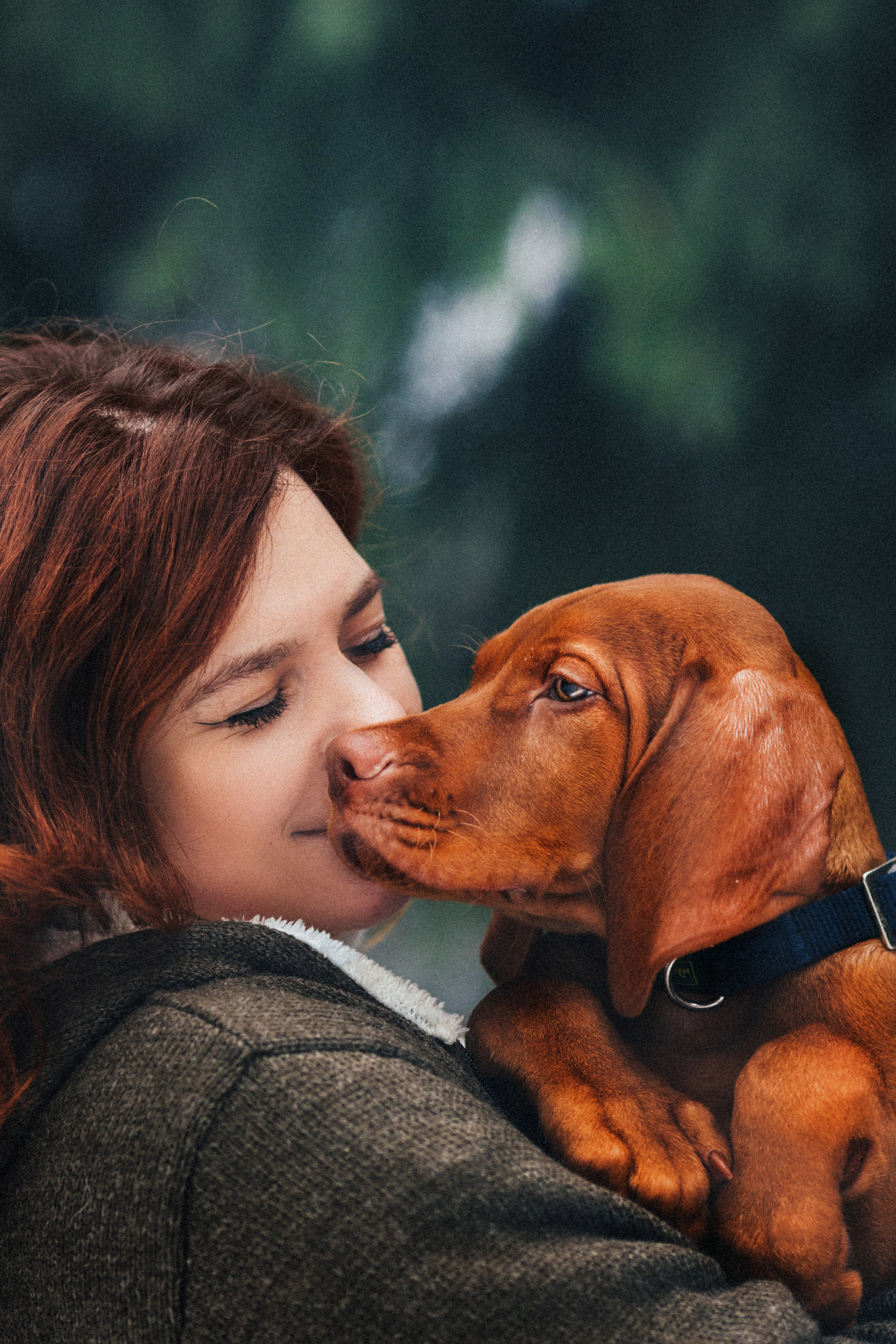 Фотосессии с собаками. Главная