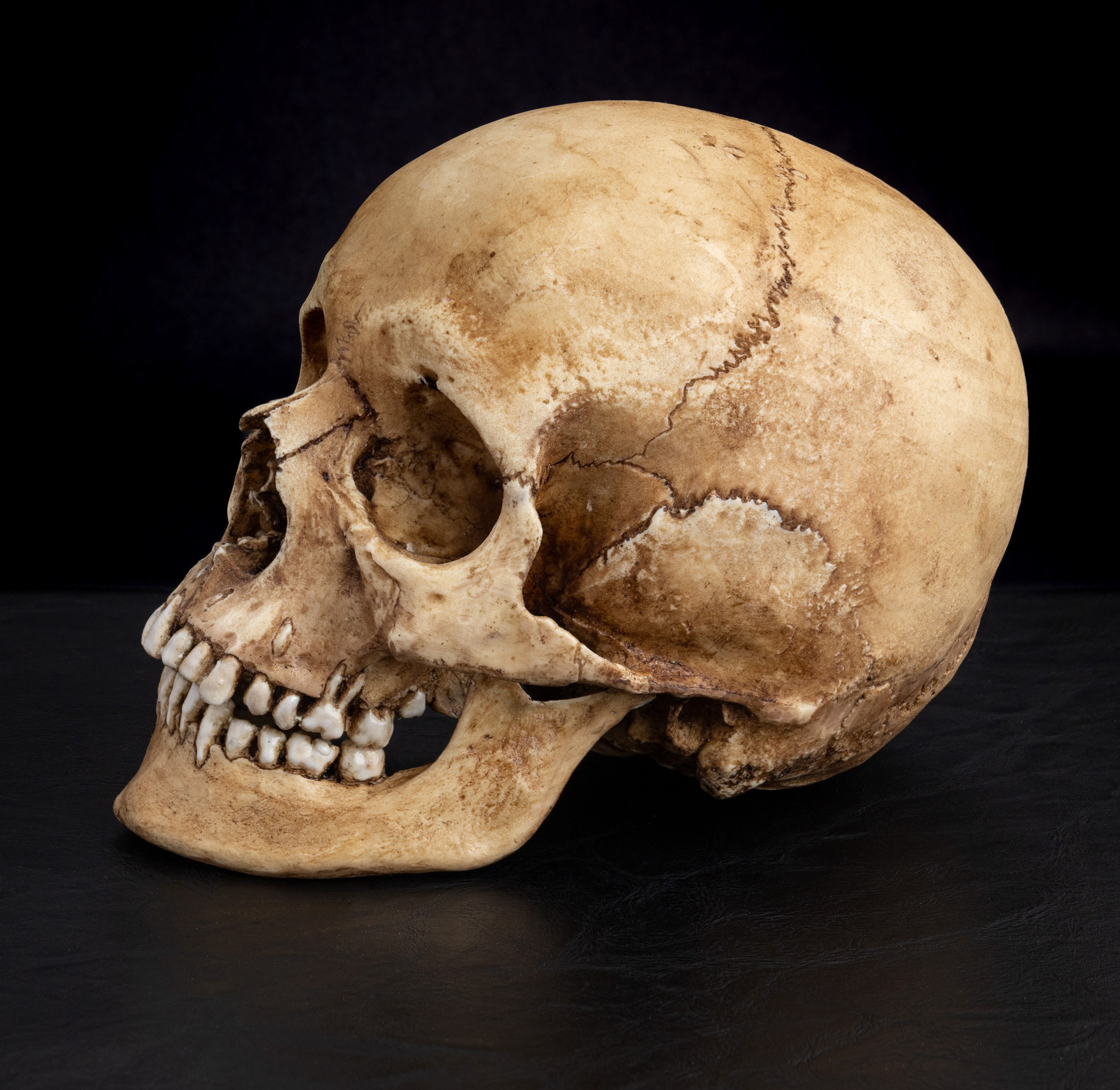 Анатомический череп на черном фоне | Съемка для маркетплейса Wildberries