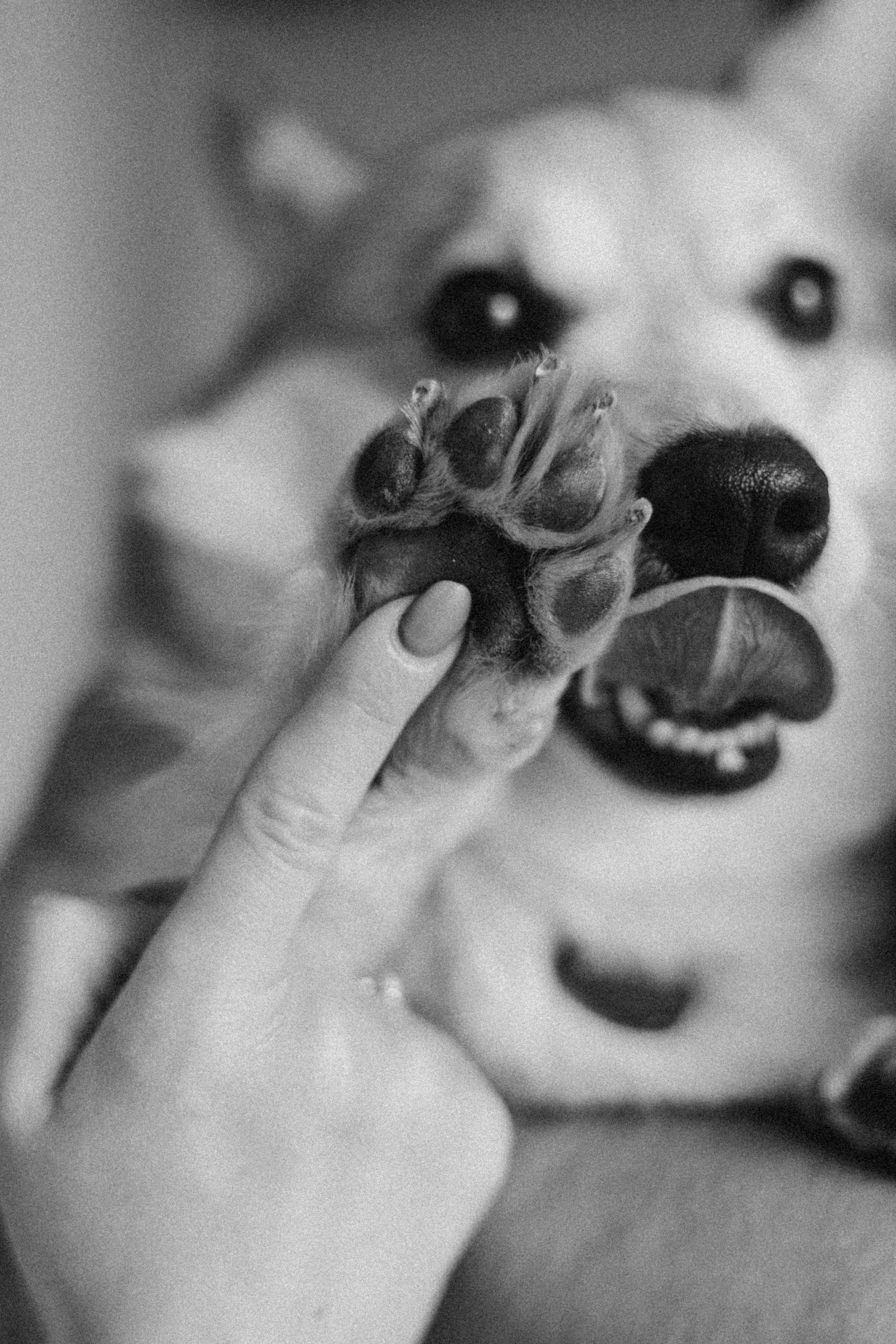 Ричи и его семья. Фотограф — Анималист | Санкт-Петербург