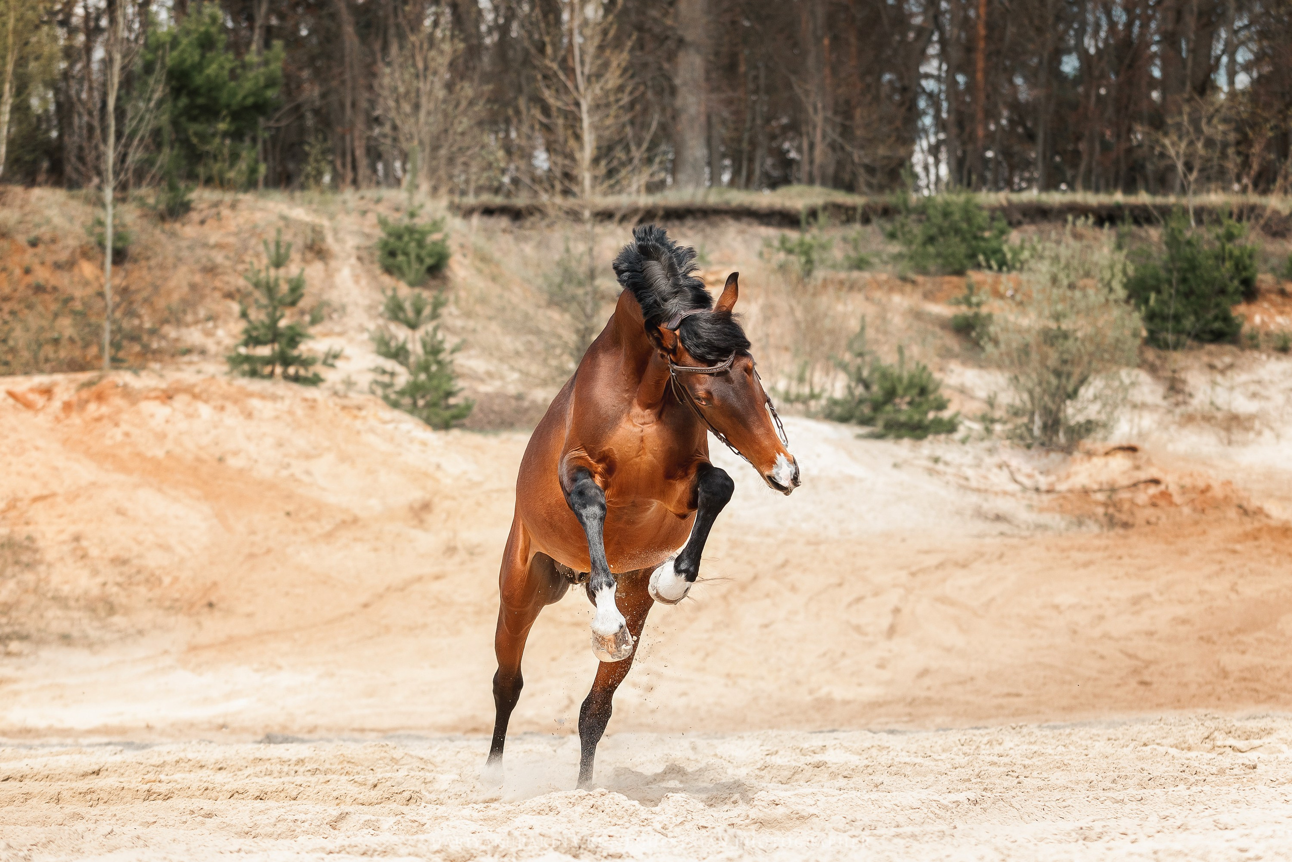 Веня, HORSIO. Конный фотограф Куракина Дарья • Фотосессии с лошадьми