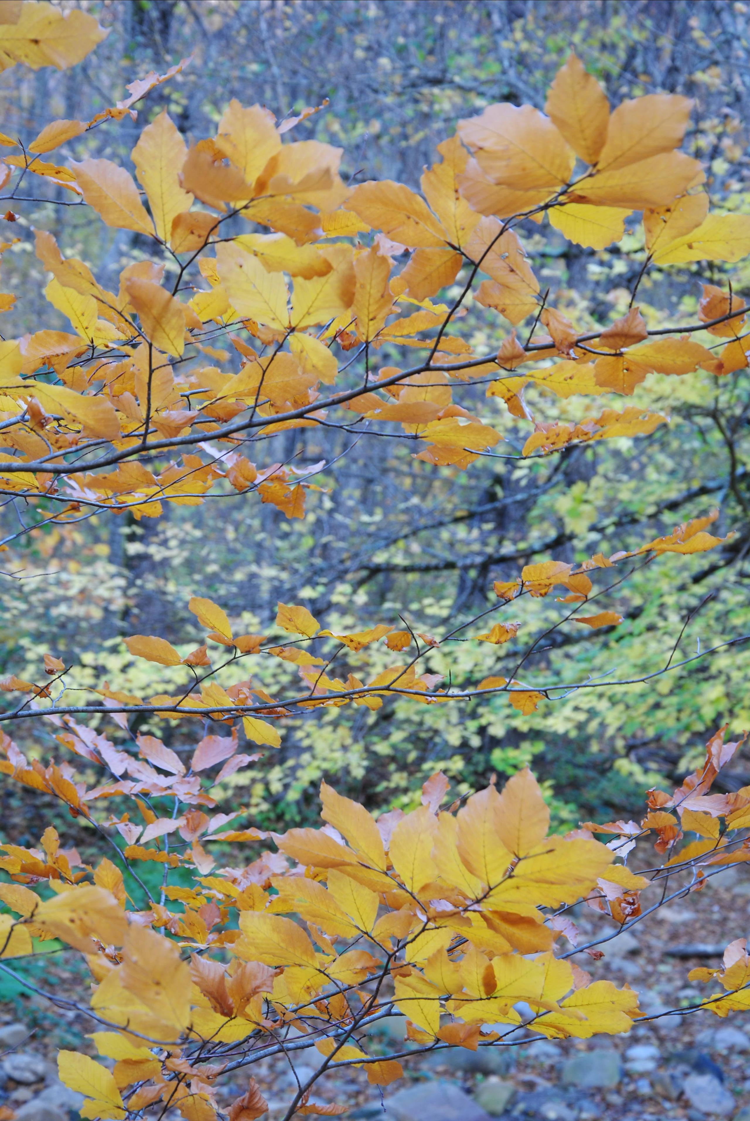 Парящие желтые листья в горах в Убинки