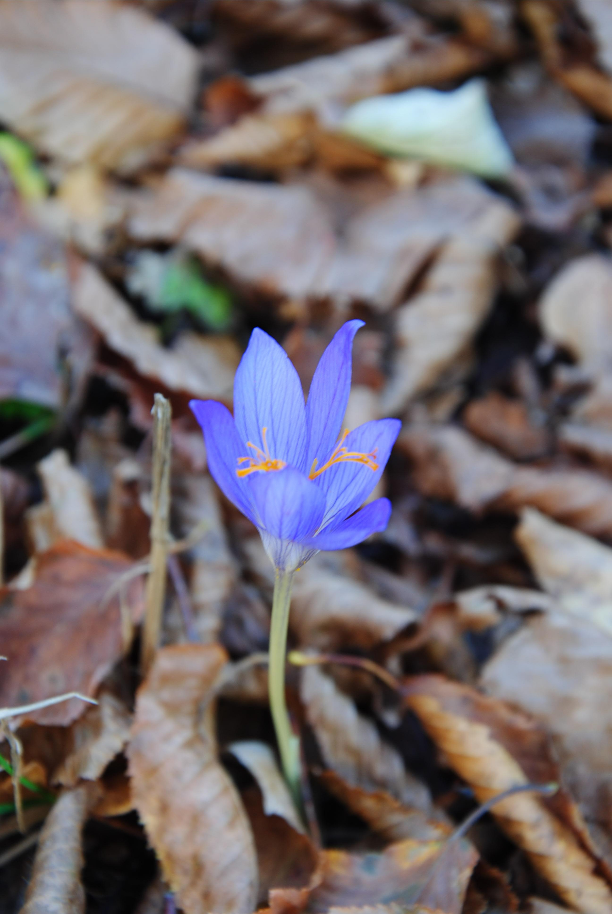 Лиловые крокусы зацветают уже после начала листопада, - контраст типично весеннего миниатюрного цветка и увядающего на зиму леса