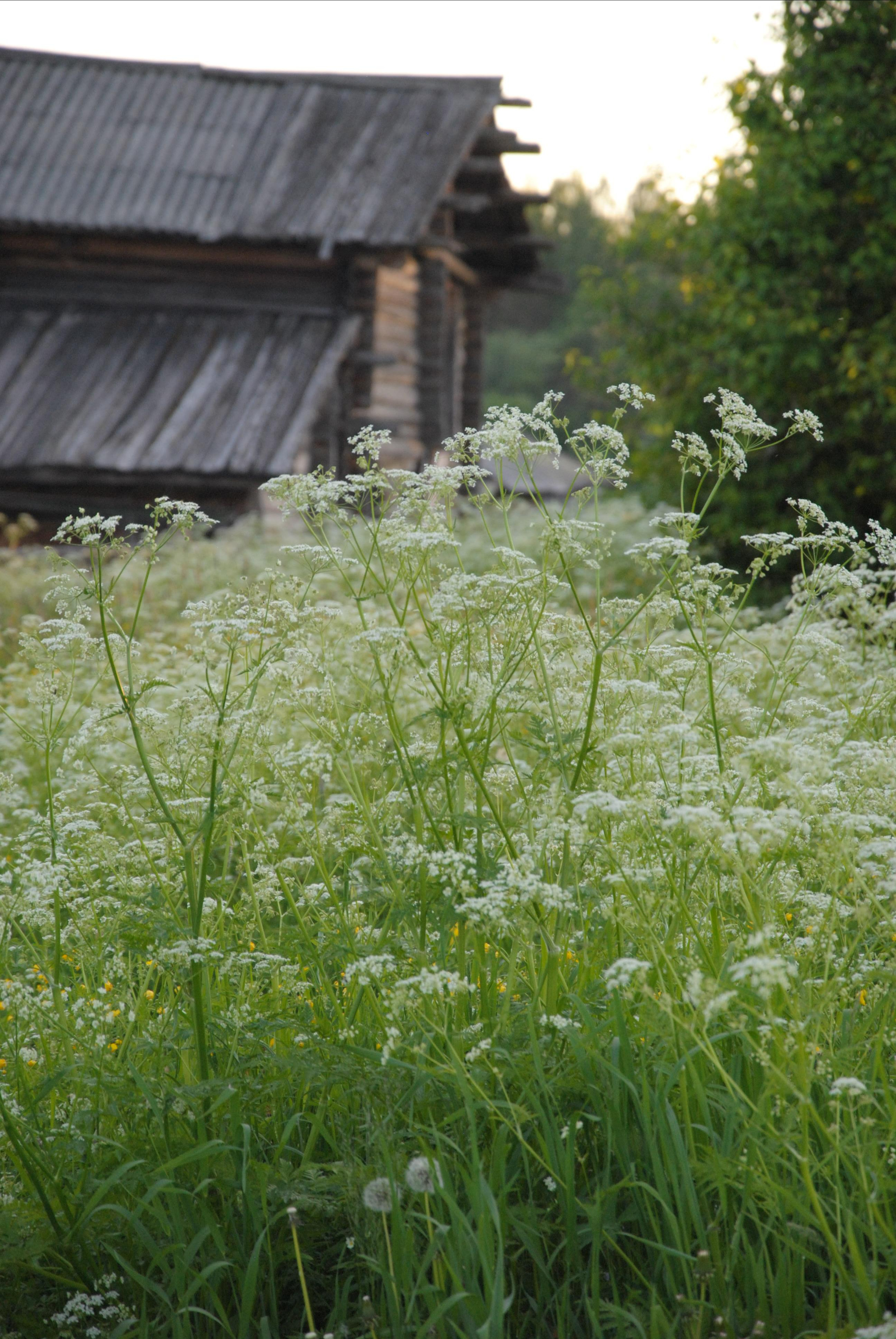 Деревня - это место, где отдыхает душа, легко и свободно дышится, хорошо и спокойно спится.
