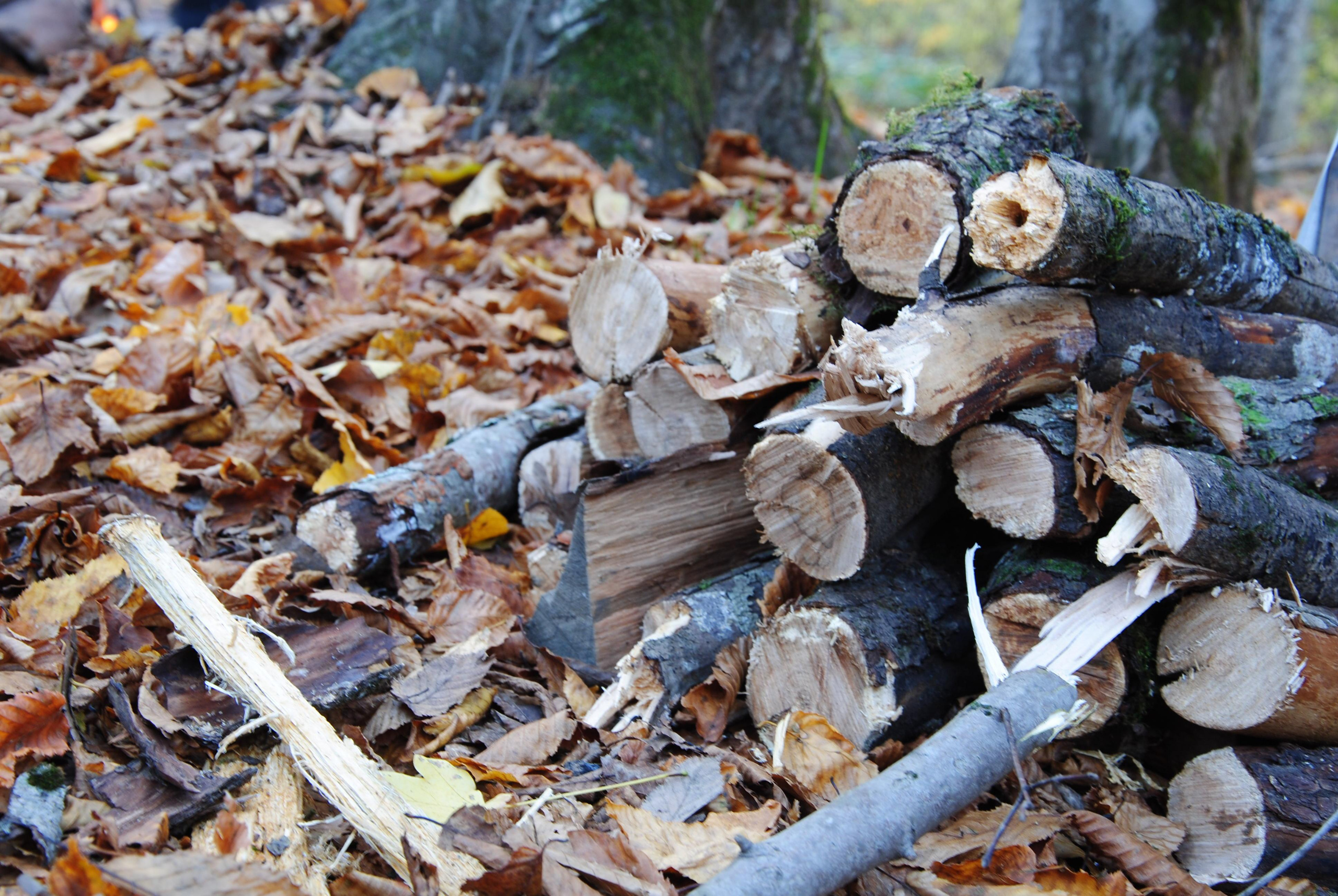 Дрова на природе в лесу в осенних желтых сухих листьях