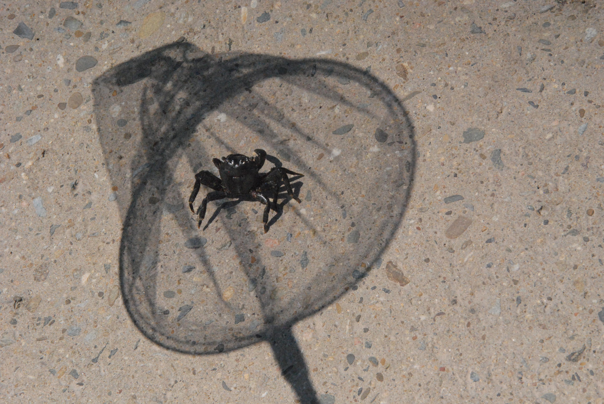 ФОТОСЕССИЯ НА ПЛЯЖЕ. Портретный фотограф в Краснодаре Надежда Елынко