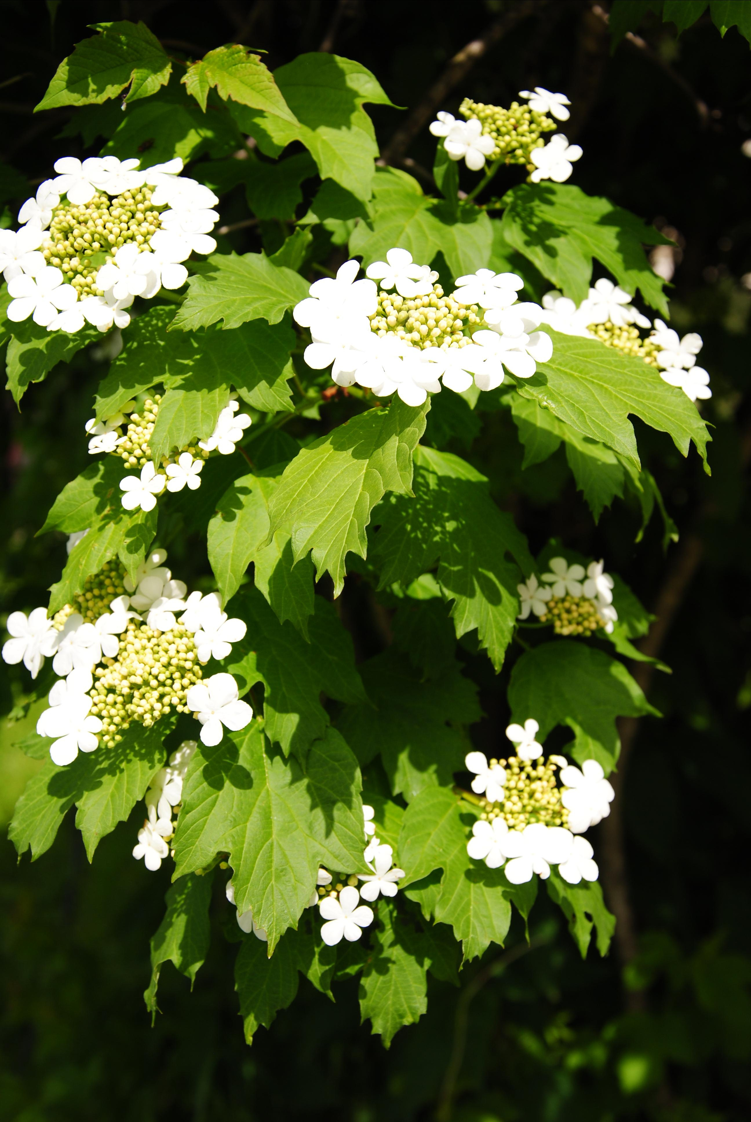Цветы калины на переднем плане