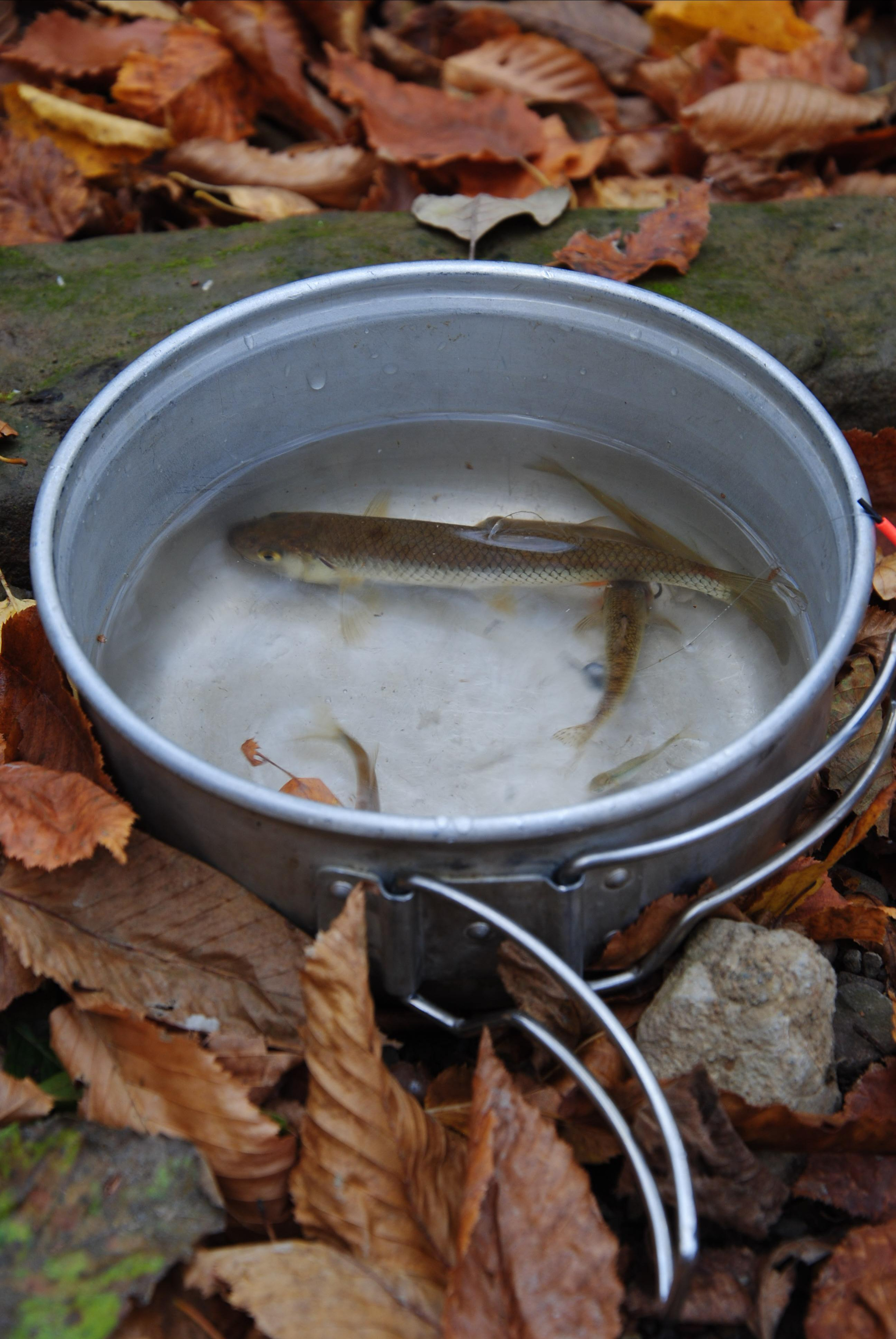 Осенний улов в середине октября