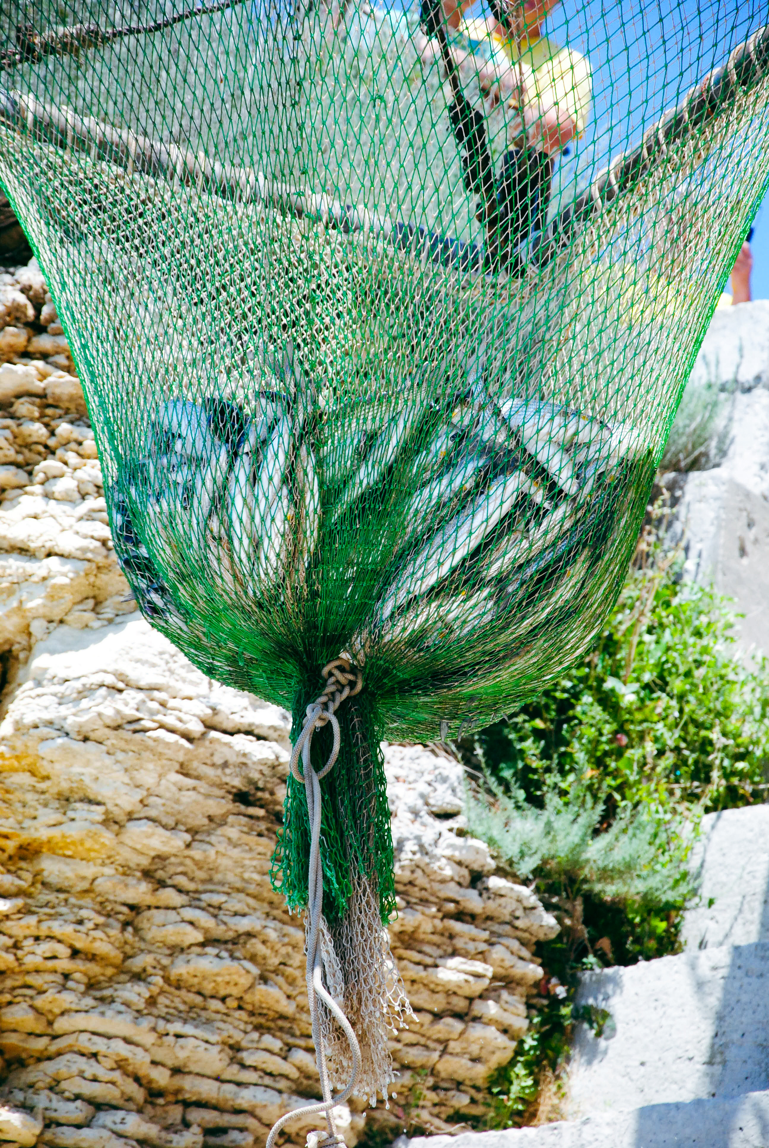 У Атлешских берегов великолепный осенний и весенний ход кефали и скумбрии.