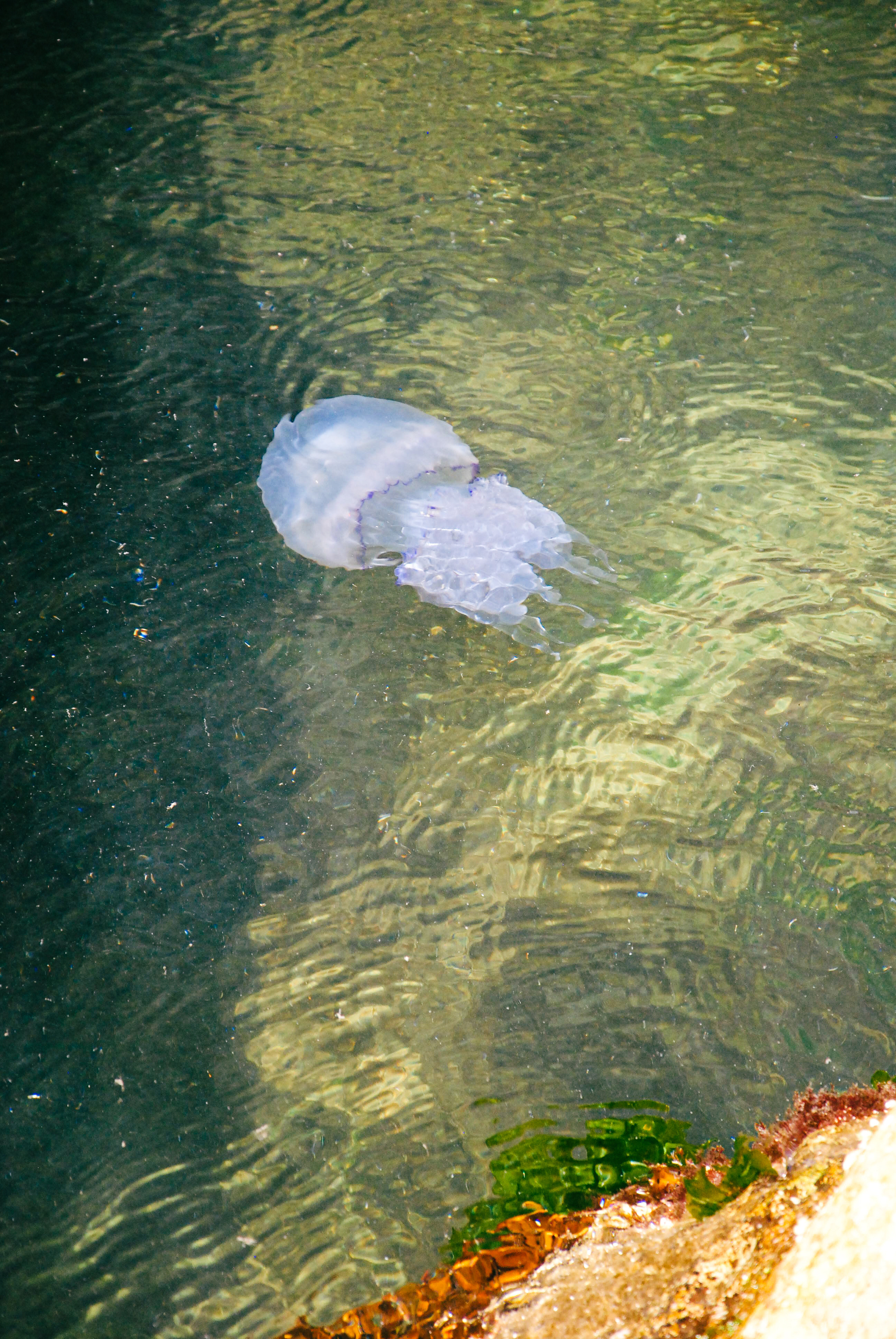 Вода  хрустальная. Медузы огромные у  грота в Рыбацкой деревне.