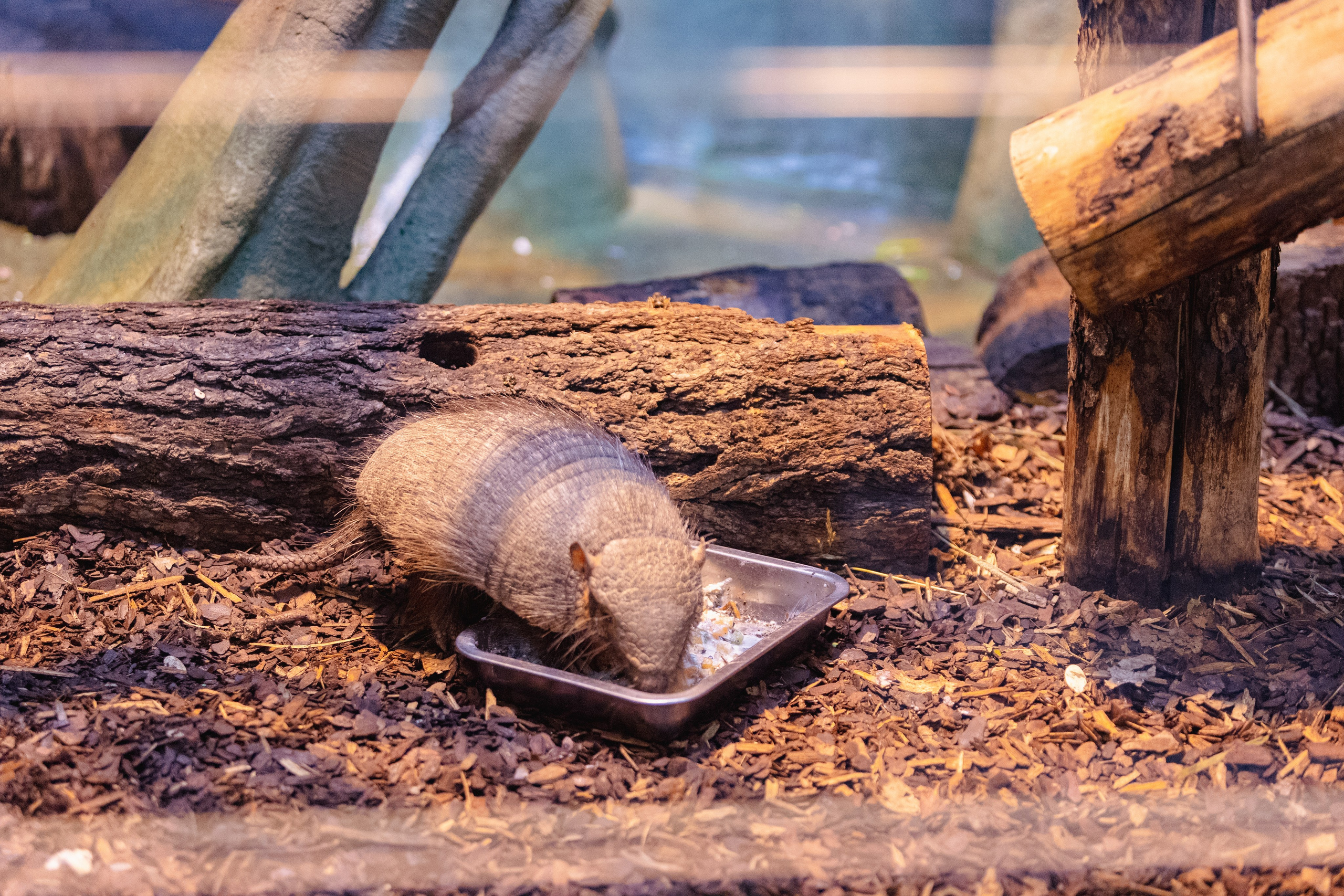 Московский зоопарк. Photographer Sonkina Tatiana (Tanya Ash)