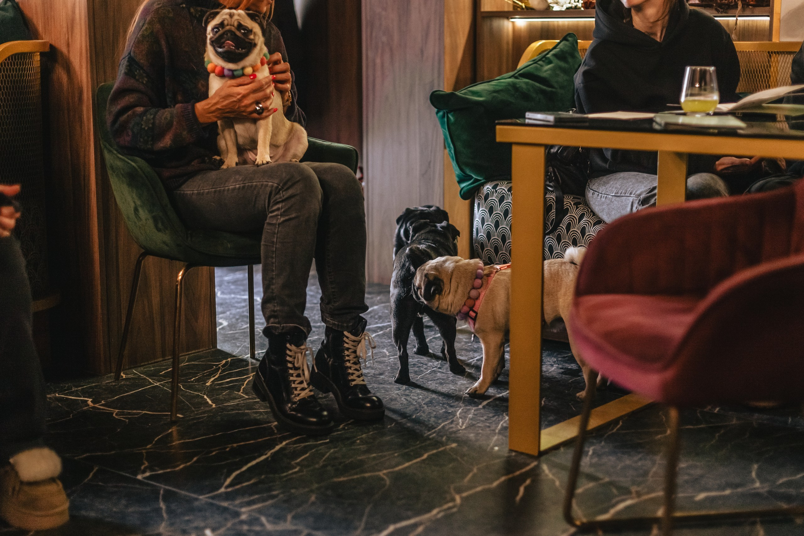 Мопсовстреча 02.12.2023. Фотограф-анималист Татьяна Степанова