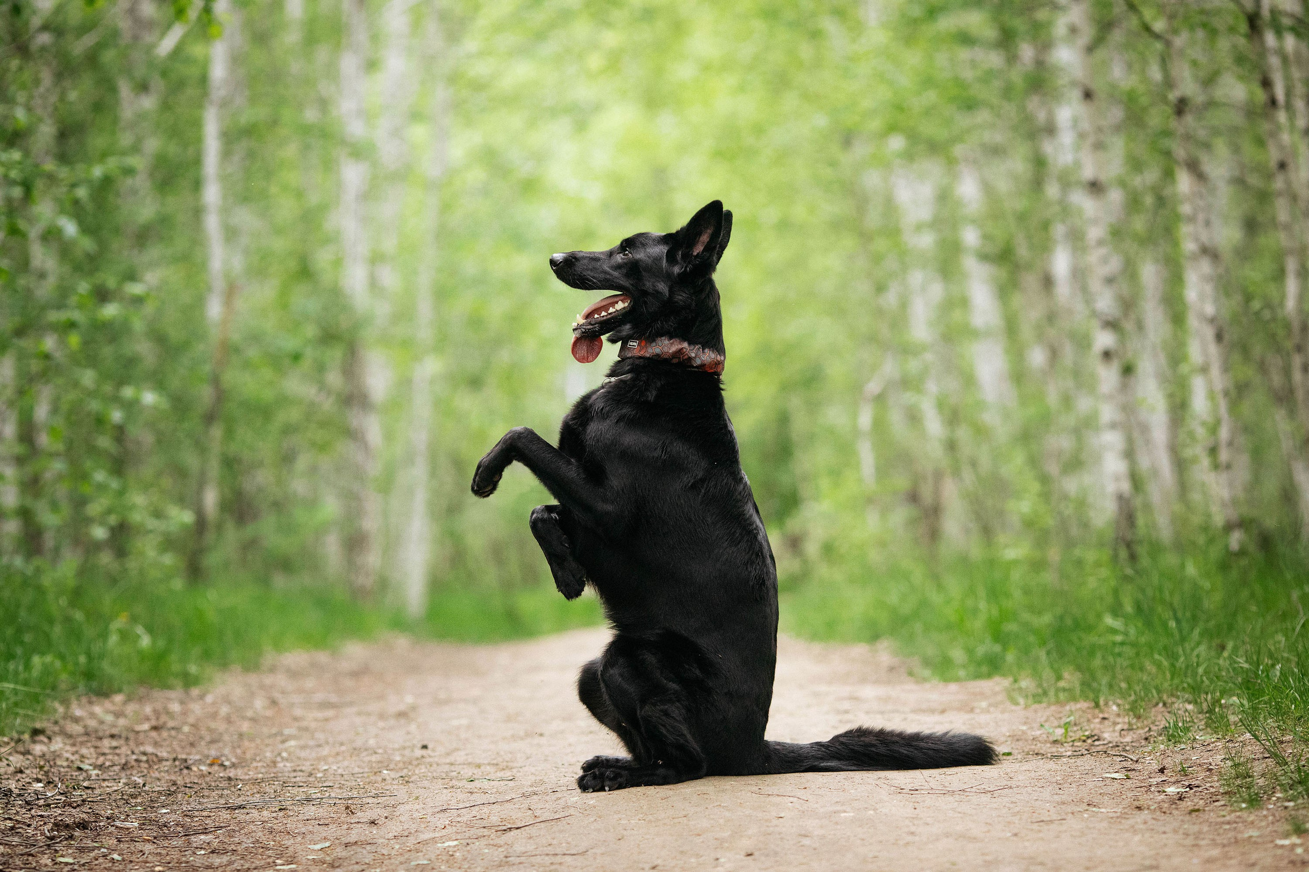 Съемка животных. Конный фотограф в Челябинске Стромова Ольга