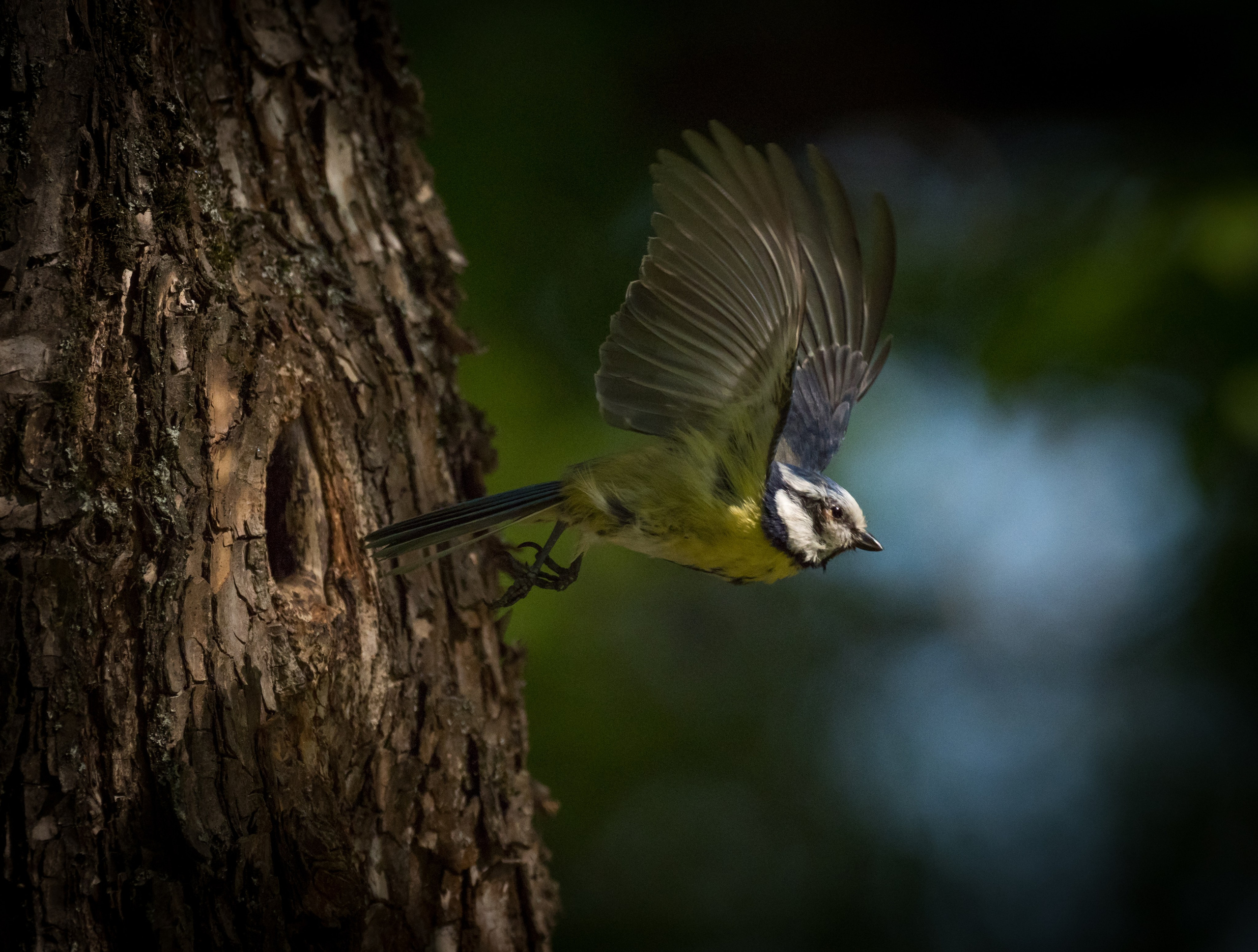 Птицы и животные. Oles Paritskiy