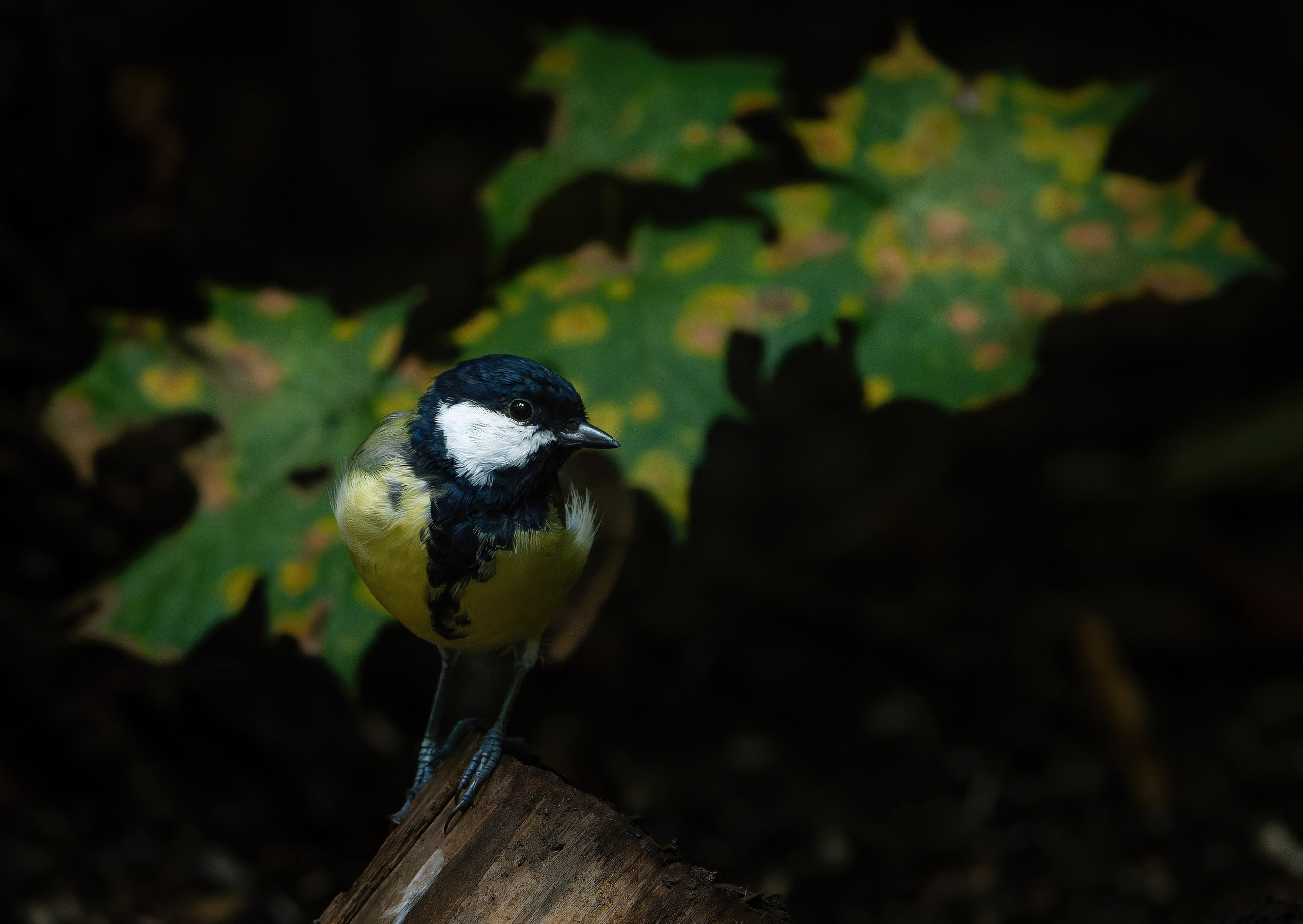 Птицы и животные. Oles Paritskiy