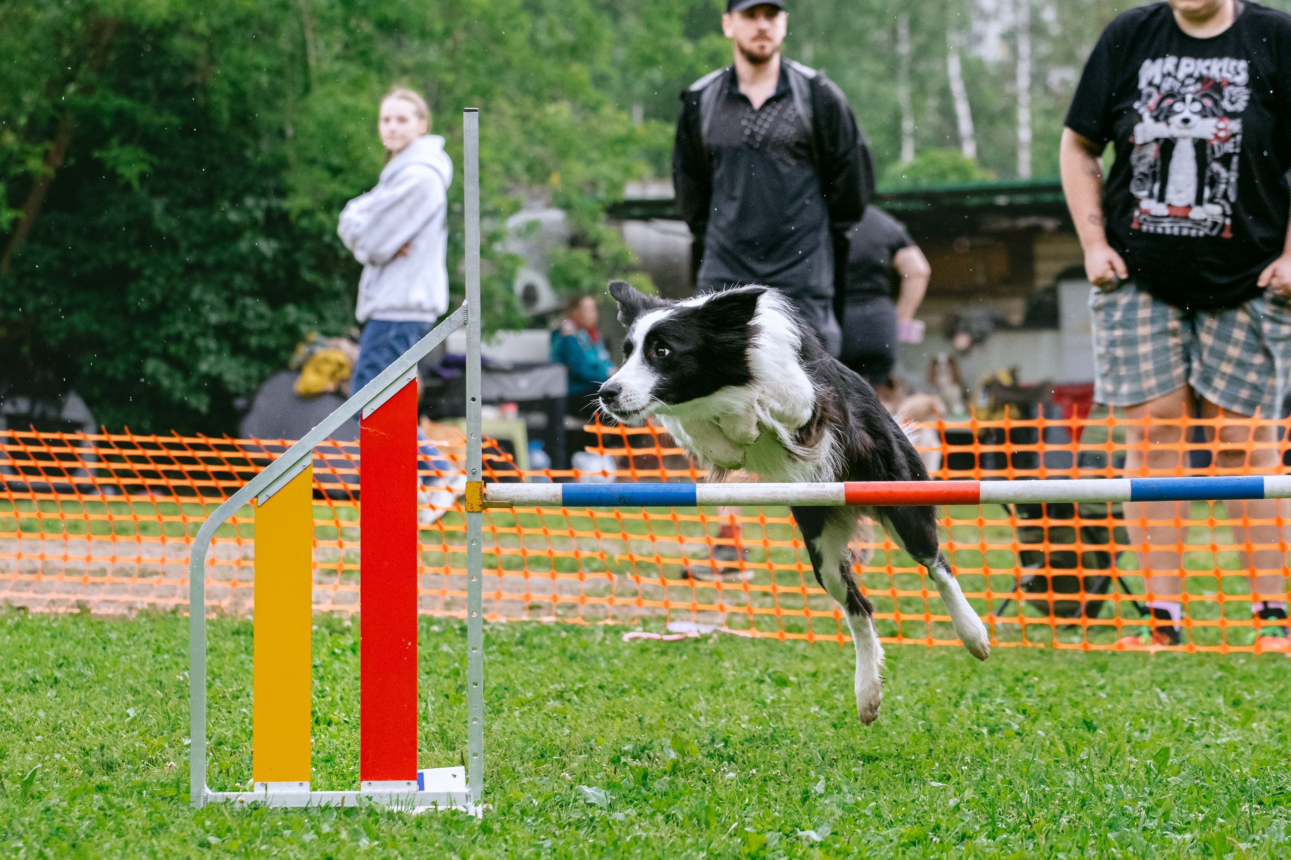 Соревнования по аджилити Долгопрудный 30.06.2025. Фотограф-анималист Татьяна Степанова