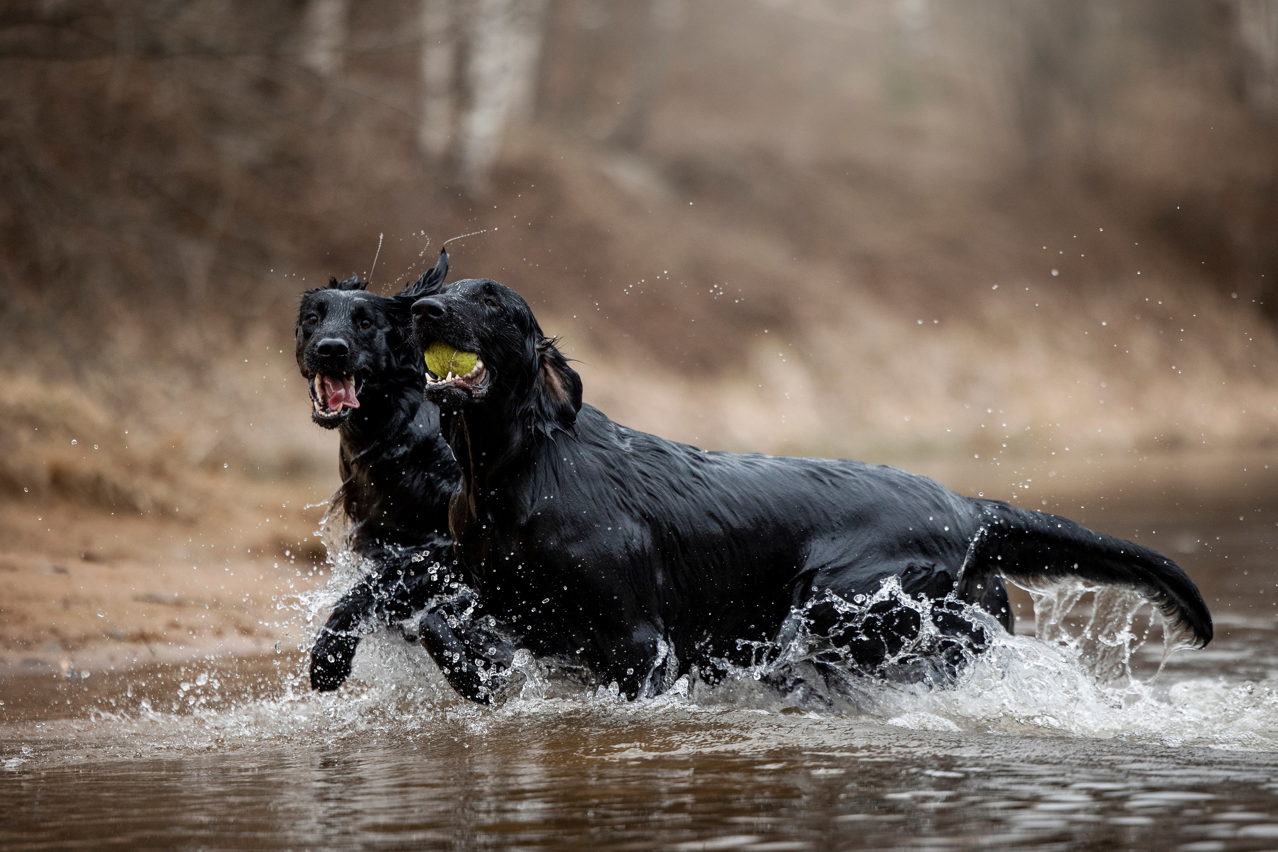 Ора, Ева, Рози и их семья. Фотограф — Анималист | Санкт-Петербург