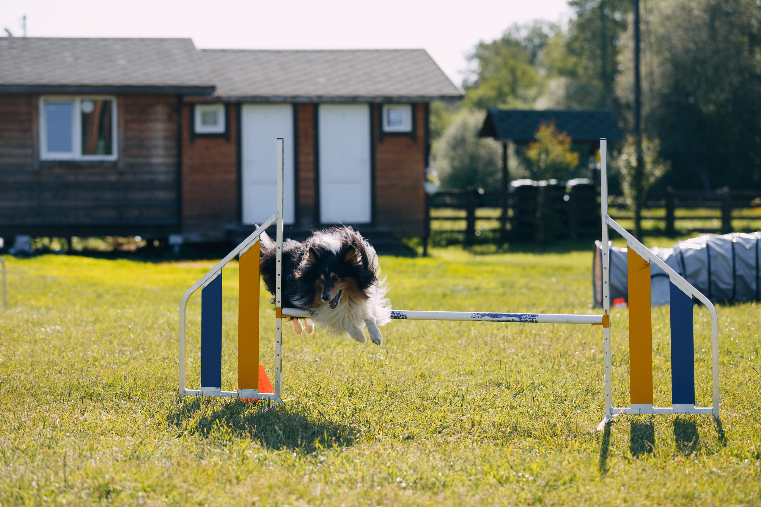 Кинологический лагерь в Горыныче. Фотограф анималист Кристина Карпова, Москва