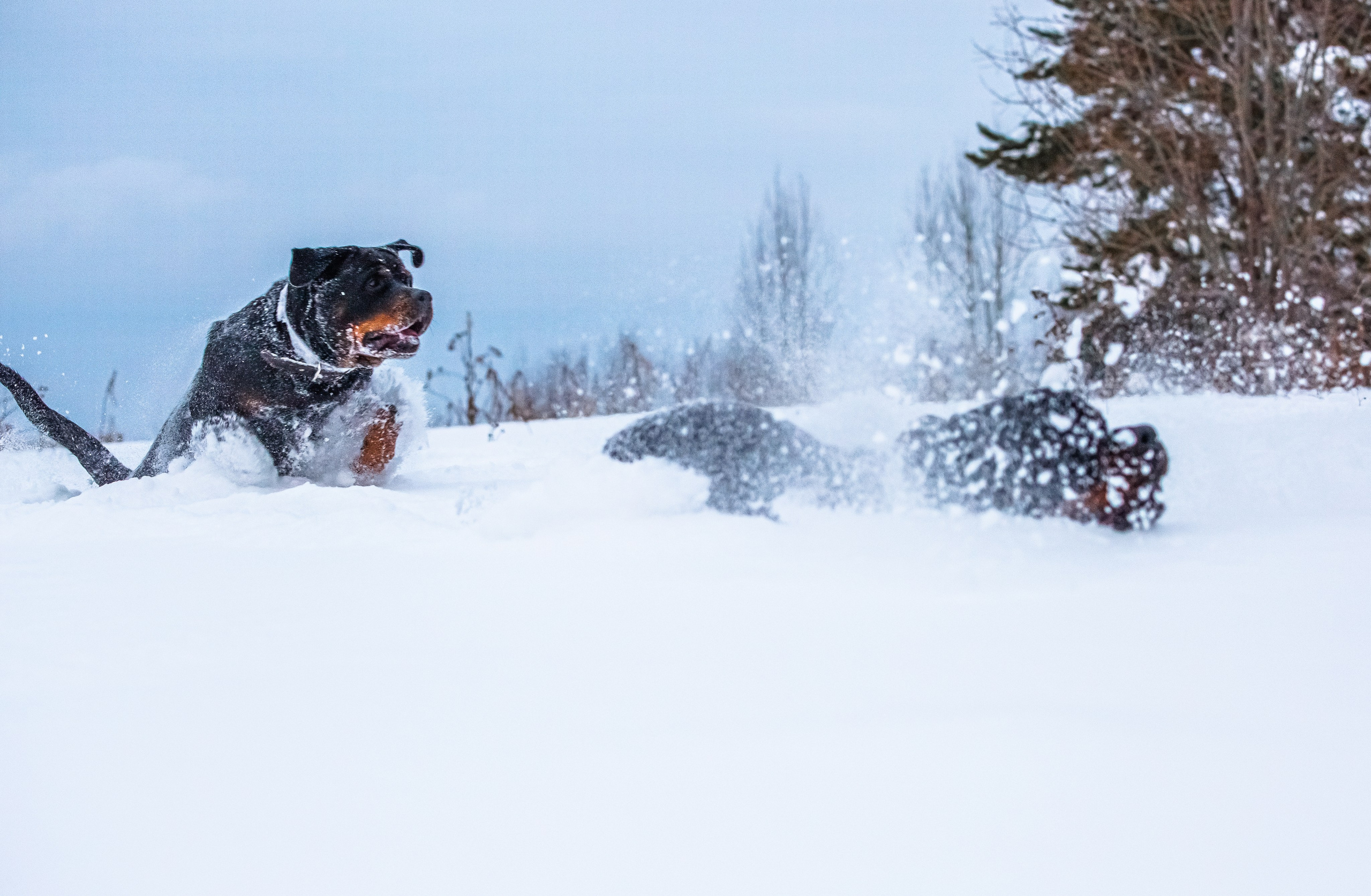 Животные. Авторские туры с профессиональным фотографом
