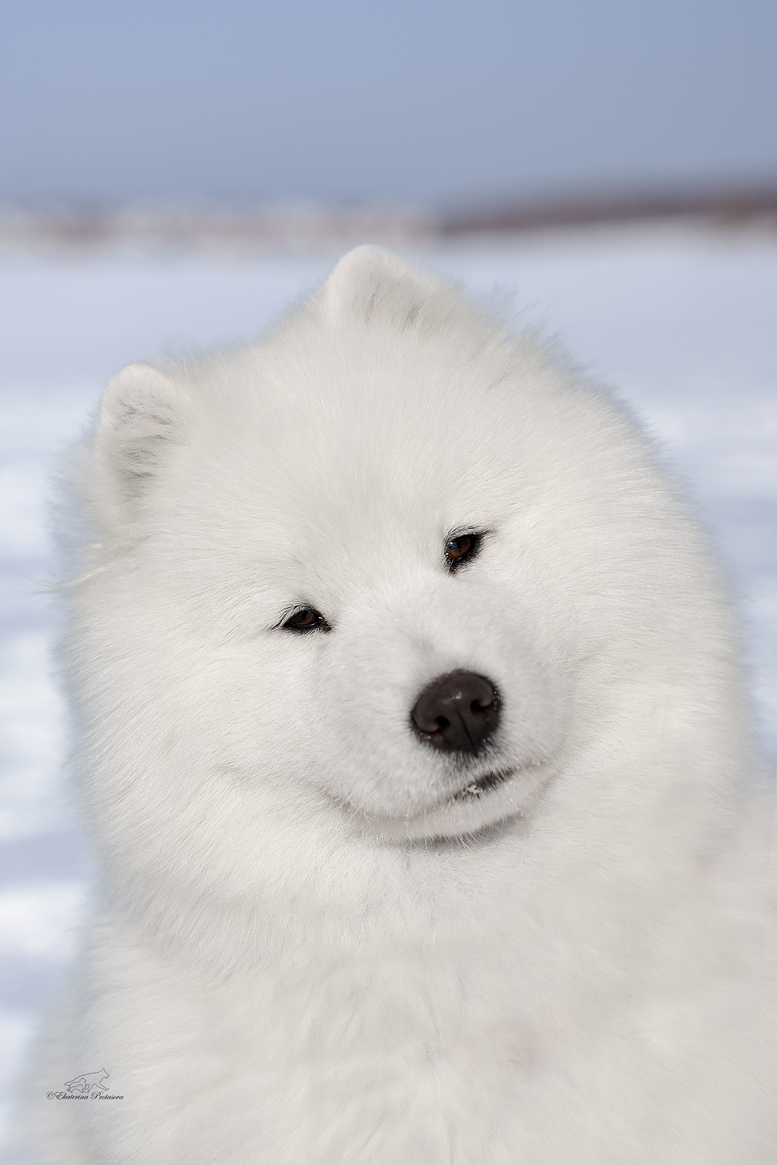 Самоед Юта. Фотограф-анималист в Иркутске