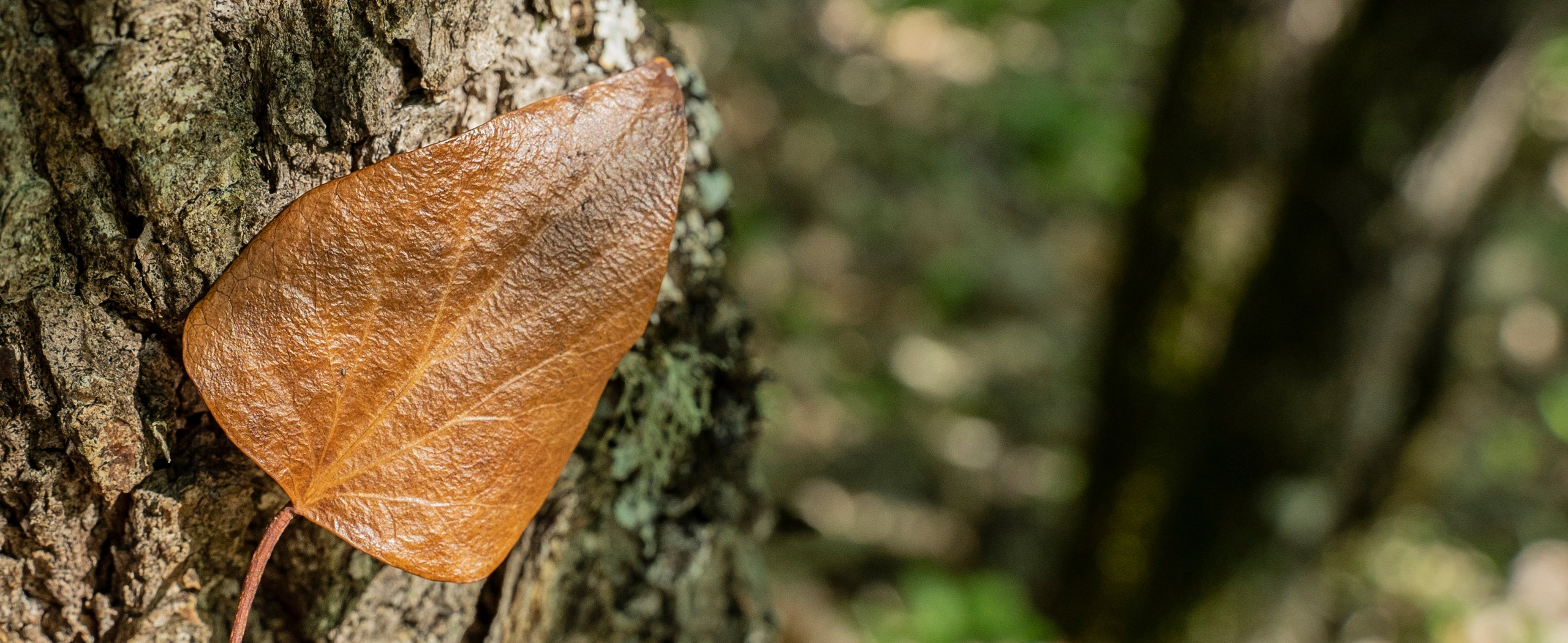 ФАКТУРКИ и ДЕТАЛЬКИ. Фотограф Татьяна Андриянова