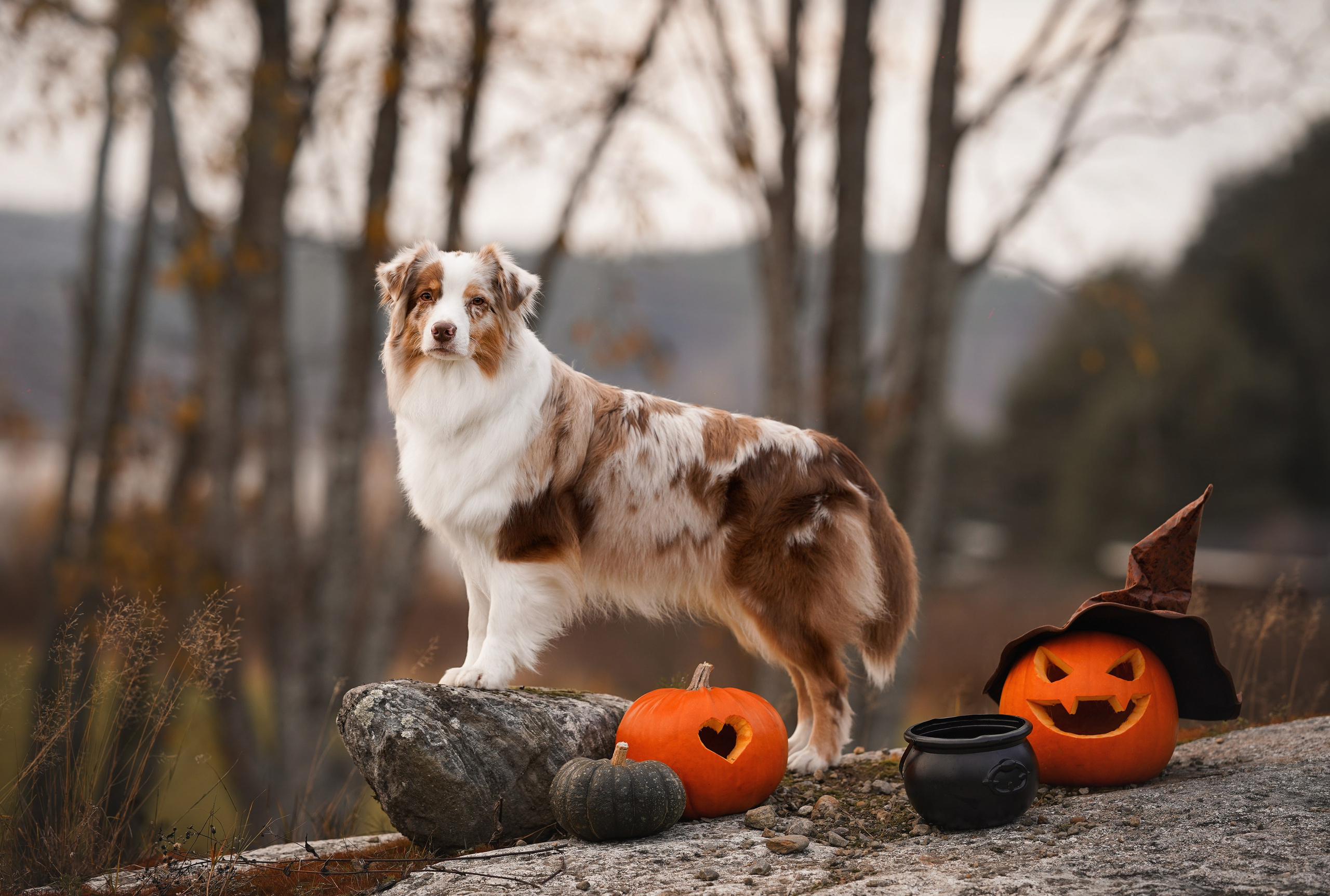 Нала, Панда и Юни Halloween. Фотограф-анималист в Санкт-Петербурге Яна Мартынова