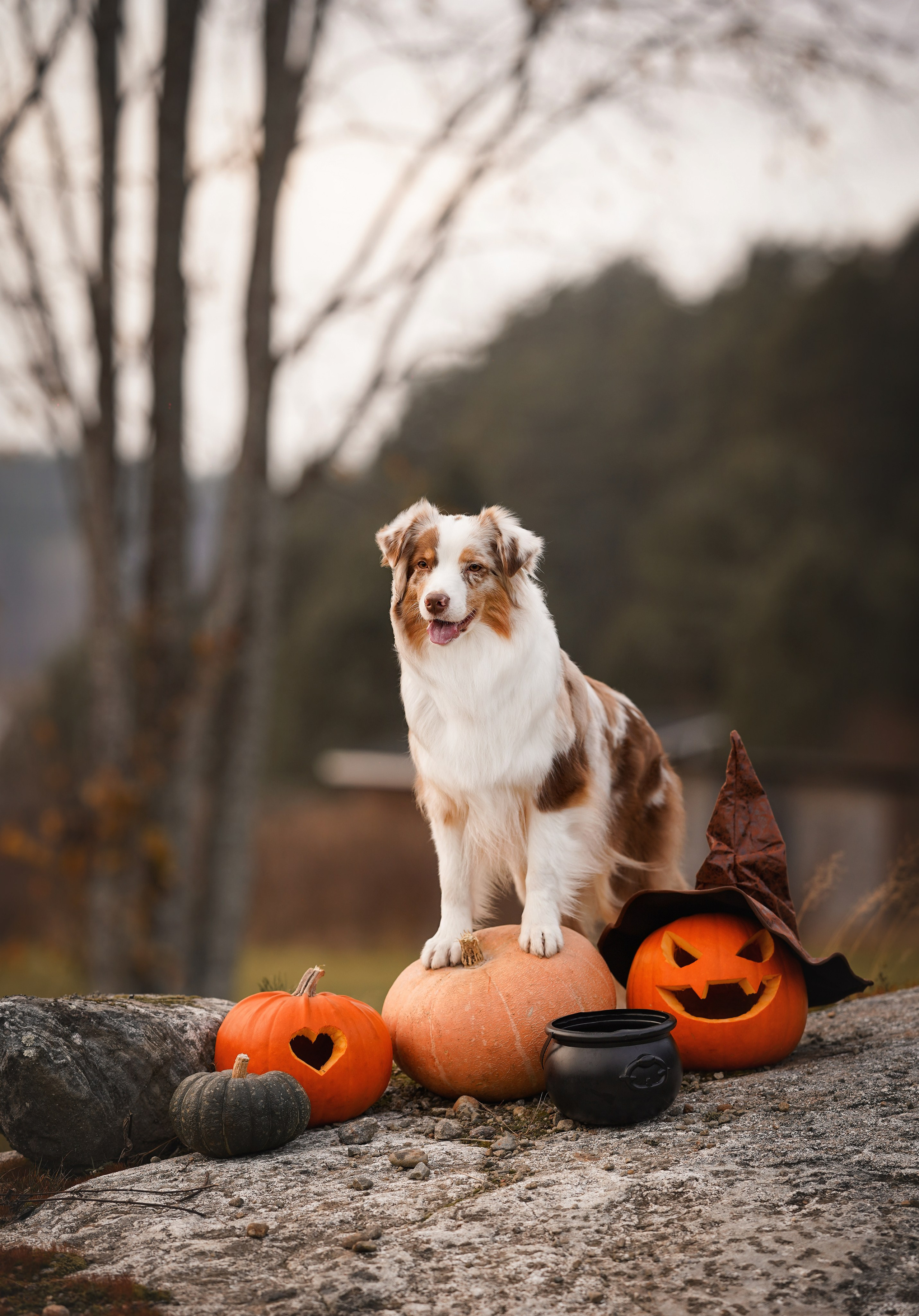 Нала, Панда и Юни Halloween. Фотограф-анималист в Санкт-Петербурге Яна Мартынова