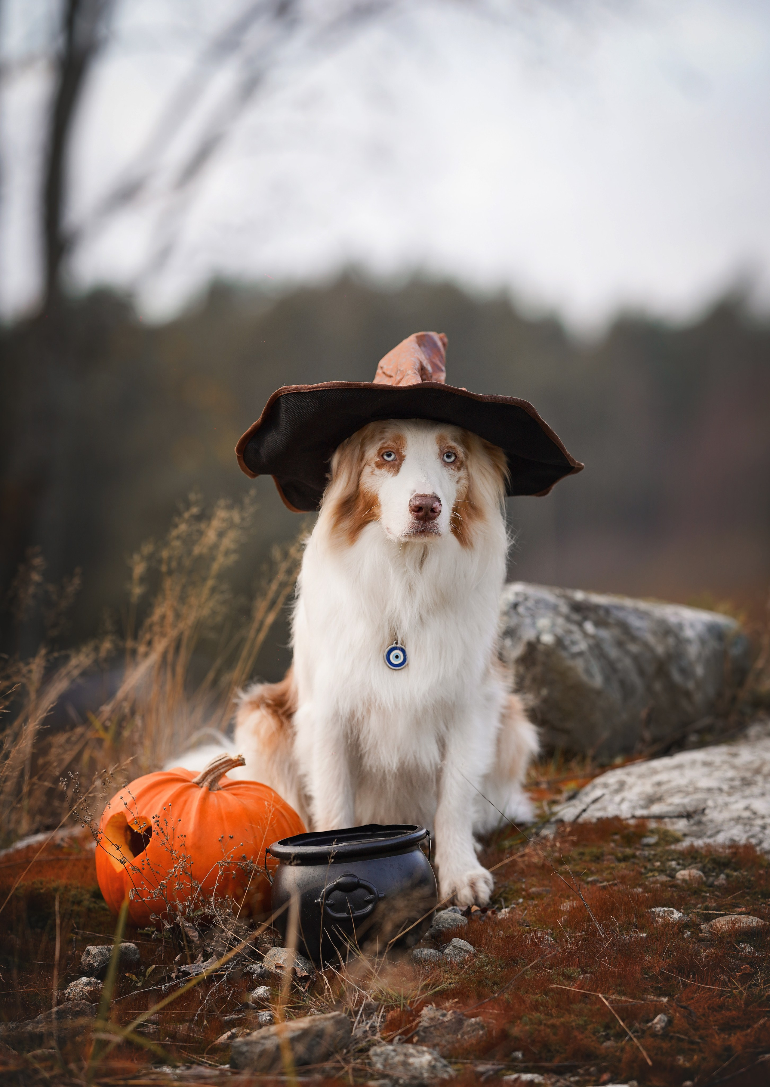 Нала, Панда и Юни Halloween. Фотограф-анималист в Санкт-Петербурге Яна Мартынова