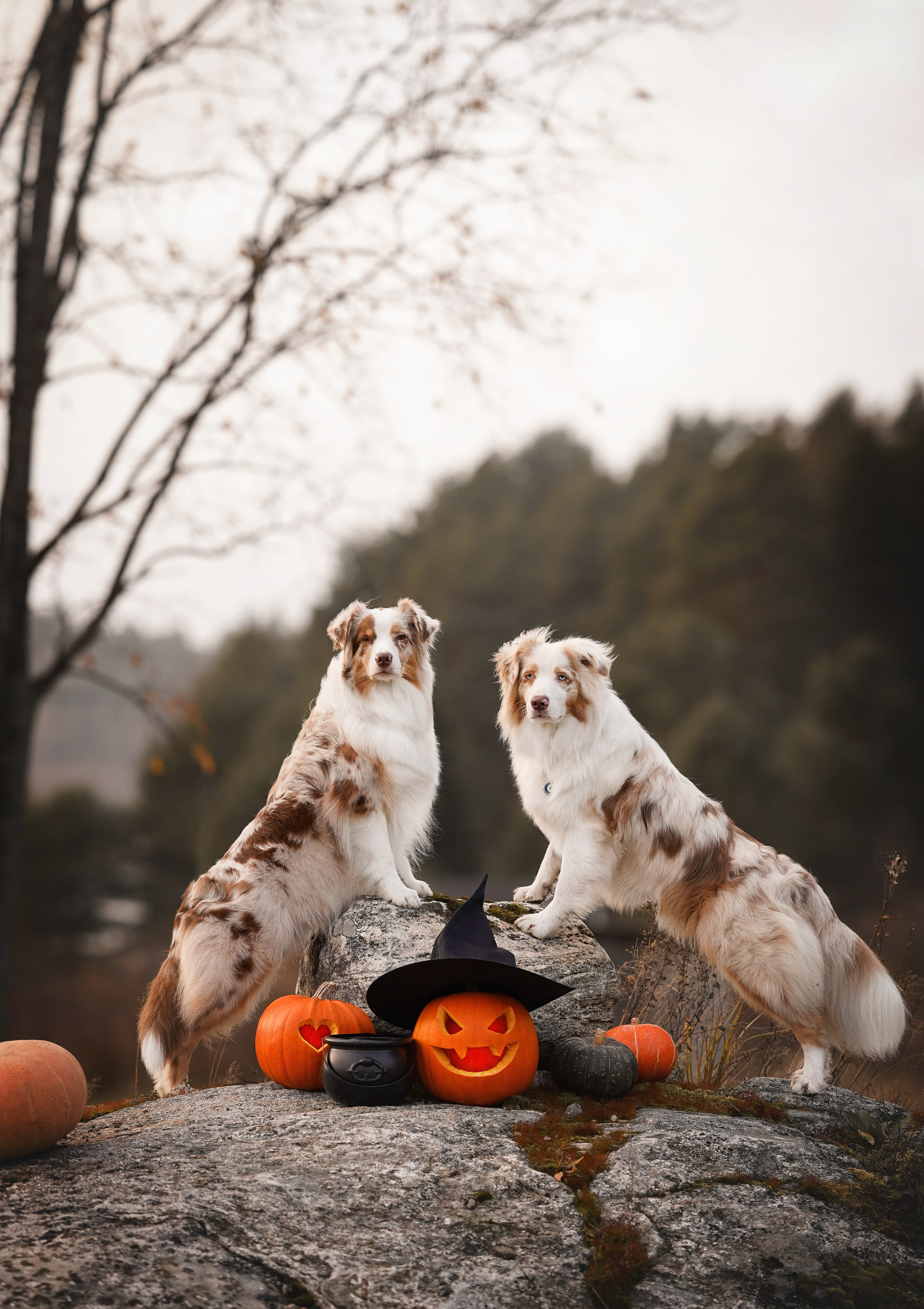 Нала, Панда и Юни Halloween. Фотограф-анималист в Санкт-Петербурге Яна Мартынова