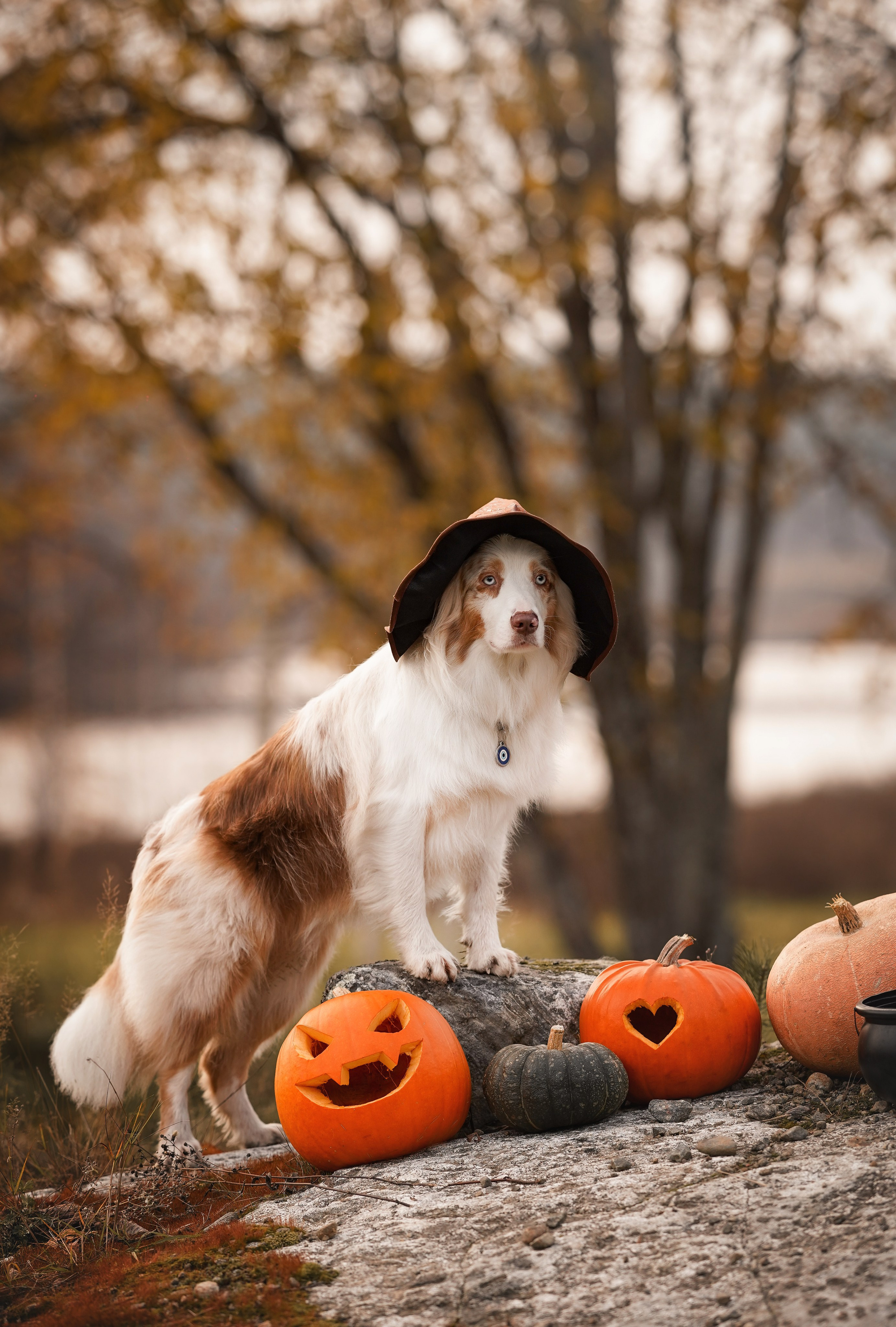 Нала, Панда и Юни Halloween. Фотограф-анималист в Санкт-Петербурге Яна Мартынова