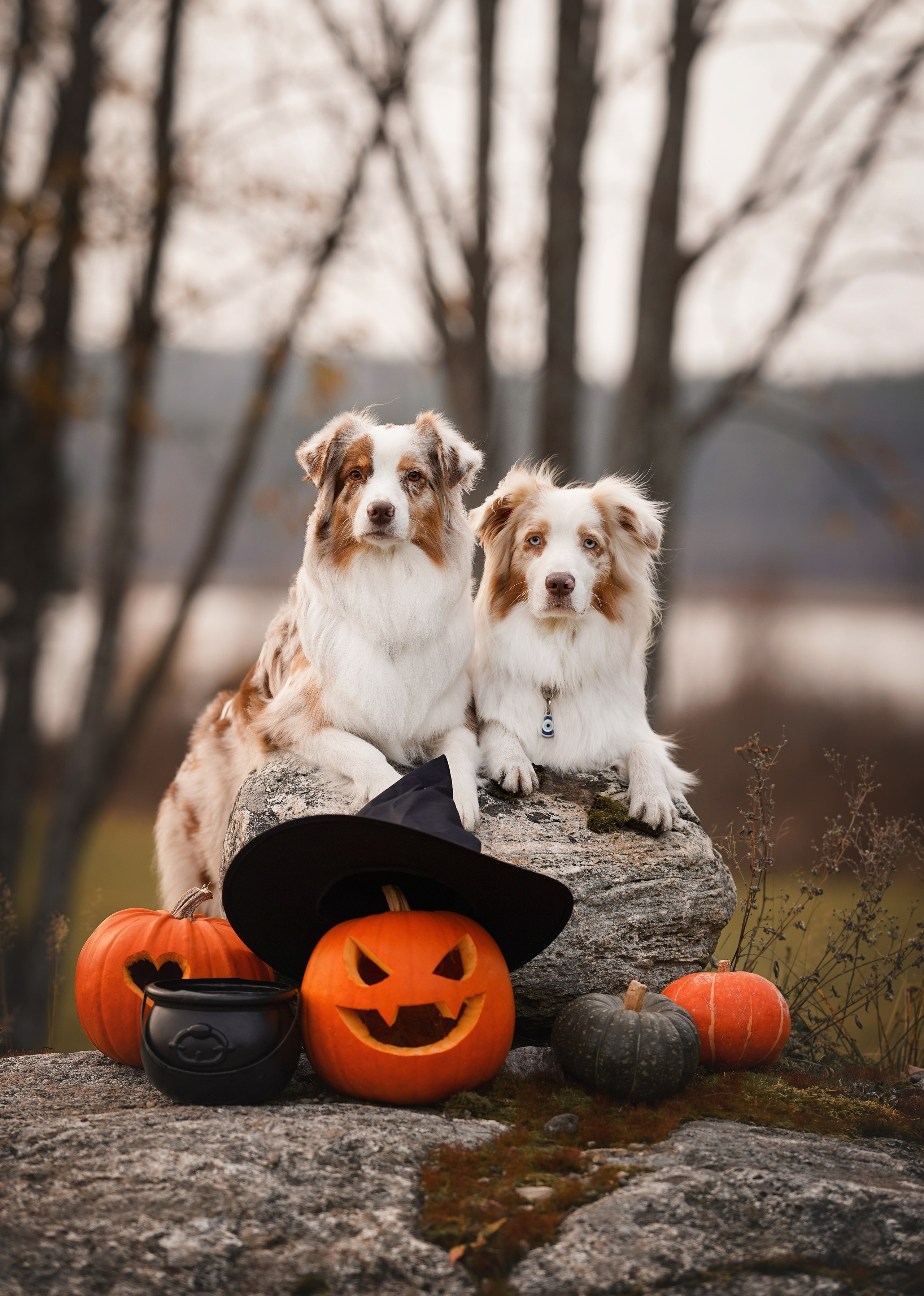 Нала, Панда и Юни Halloween. Фотограф-анималист в Санкт-Петербурге Яна Мартынова