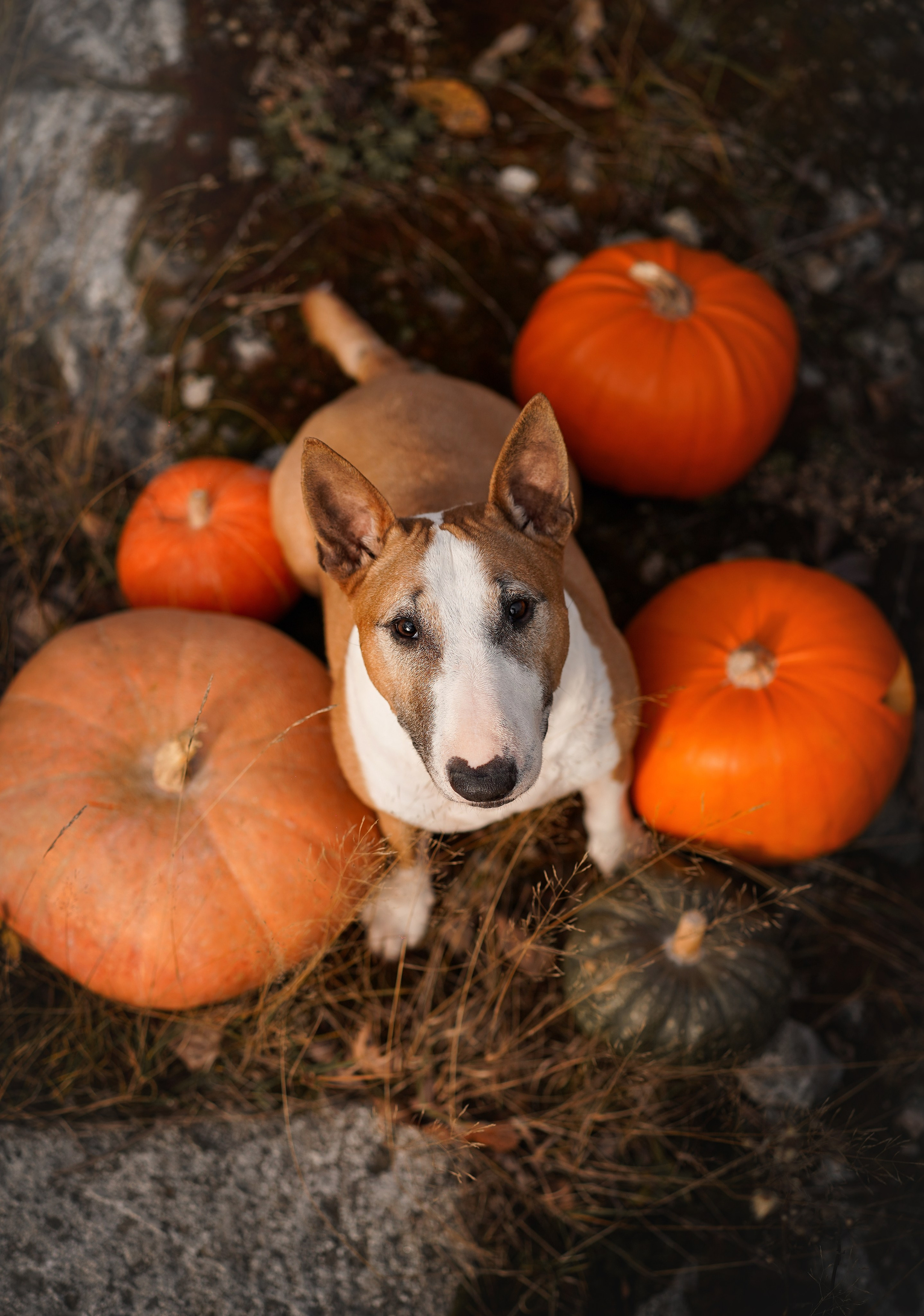 Нала, Панда и Юни Halloween. Фотограф-анималист в Санкт-Петербурге Яна Мартынова
