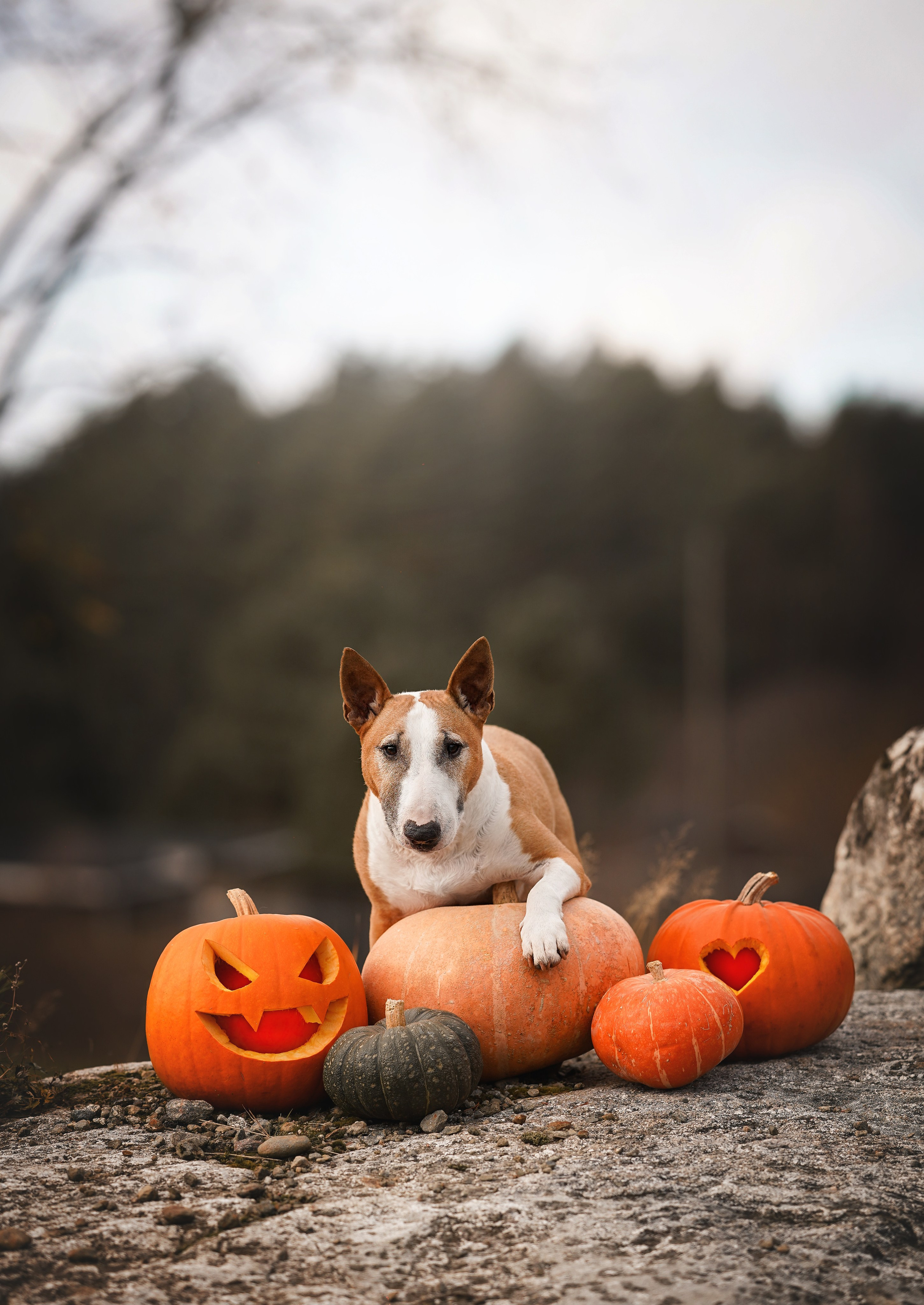 Нала, Панда и Юни Halloween. Фотограф-анималист в Санкт-Петербурге Яна Мартынова