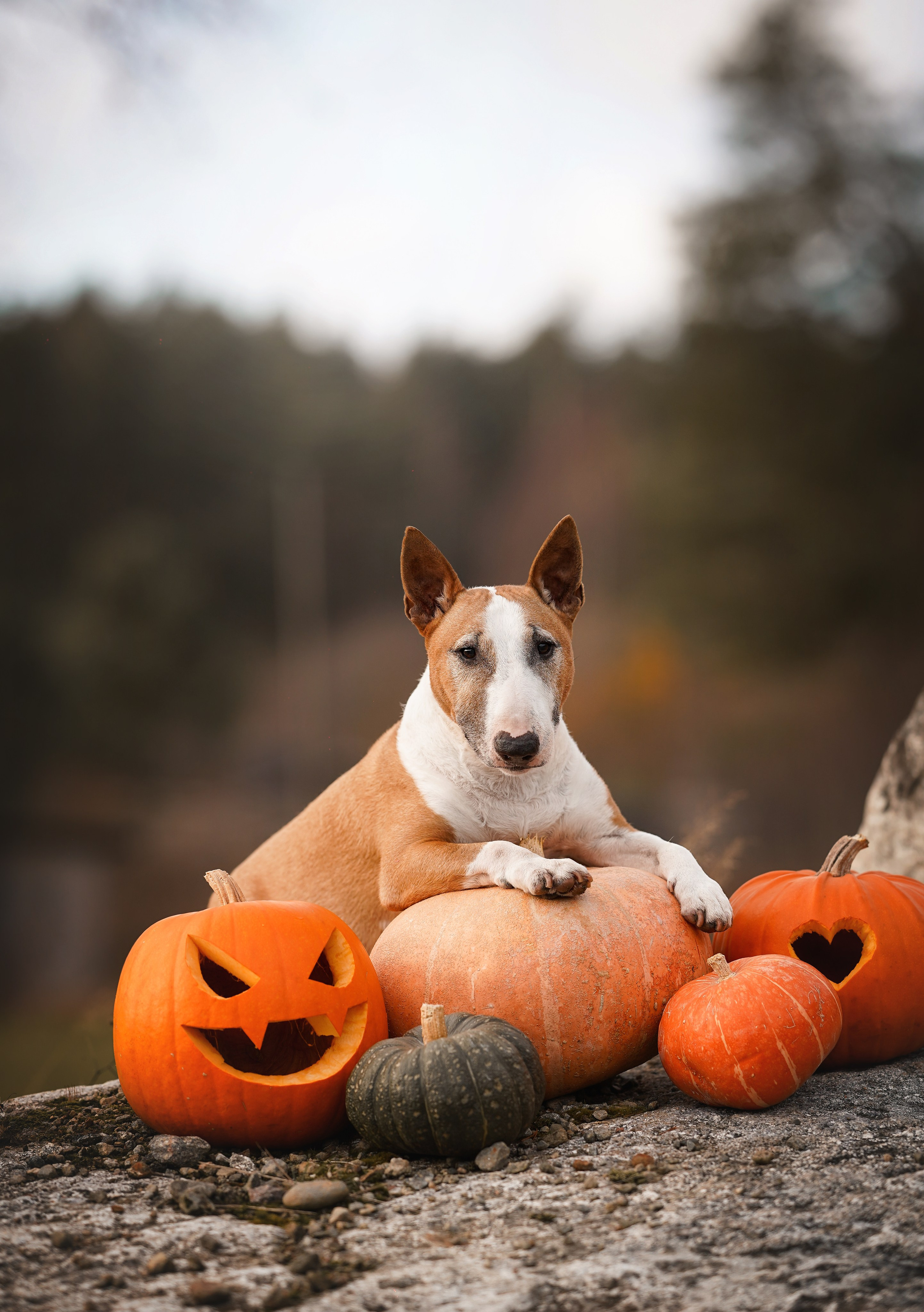 Нала, Панда и Юни Halloween. Фотограф-анималист в Санкт-Петербурге Яна Мартынова