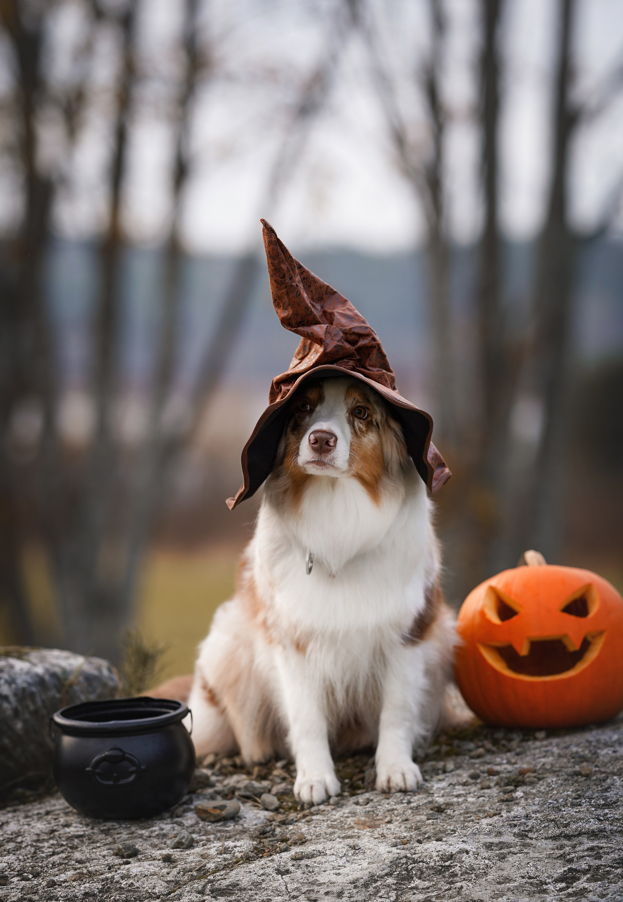 Нала, Панда и Юни Halloween. Фотограф-анималист в Санкт-Петербурге Яна Мартынова