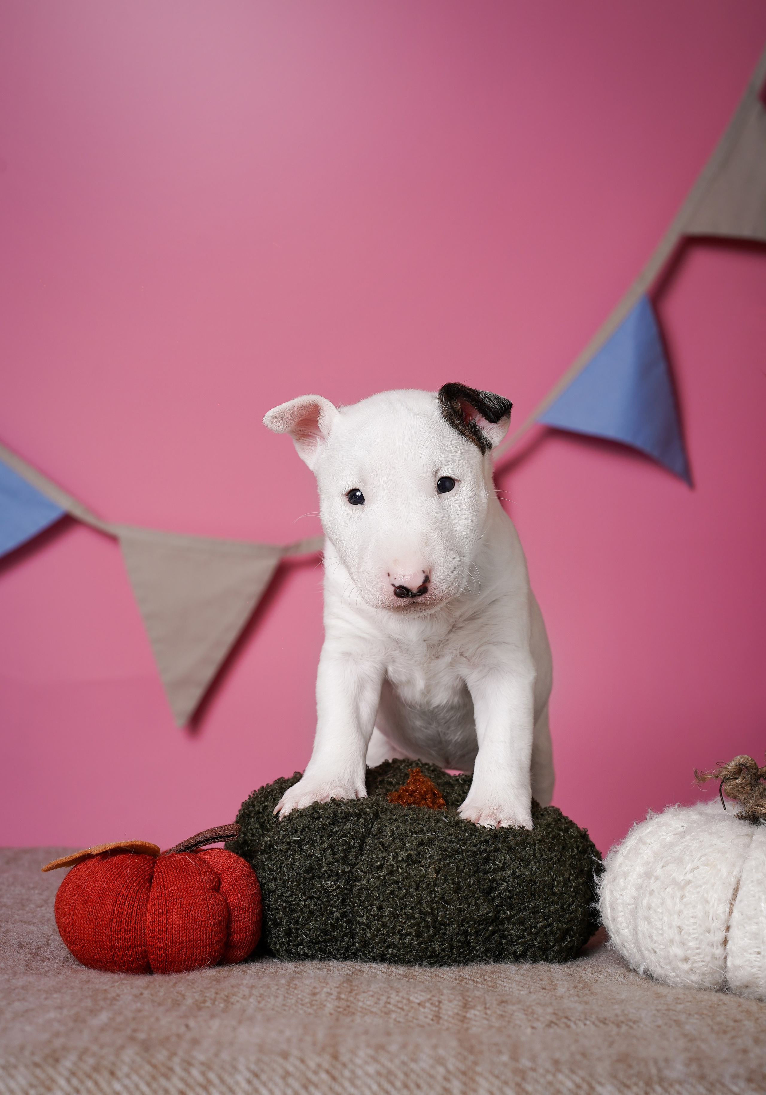 Щенки миниатюрного бультерьера. Фотограф-анималист в Санкт-Петербурге Яна Мартынова