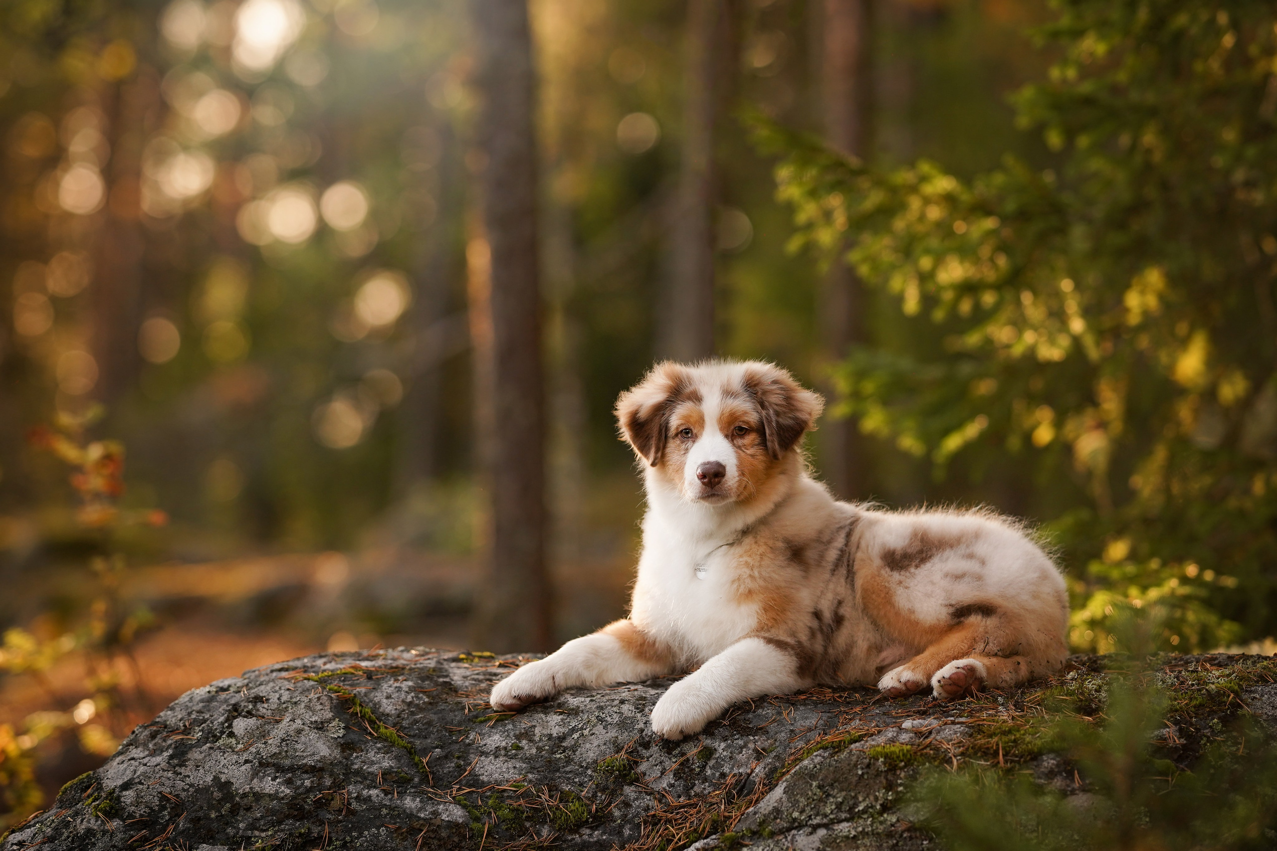 Кристина Рокки и Энерджи Карелия. Фотограф-анималист в Санкт-Петербурге Яна Мартынова