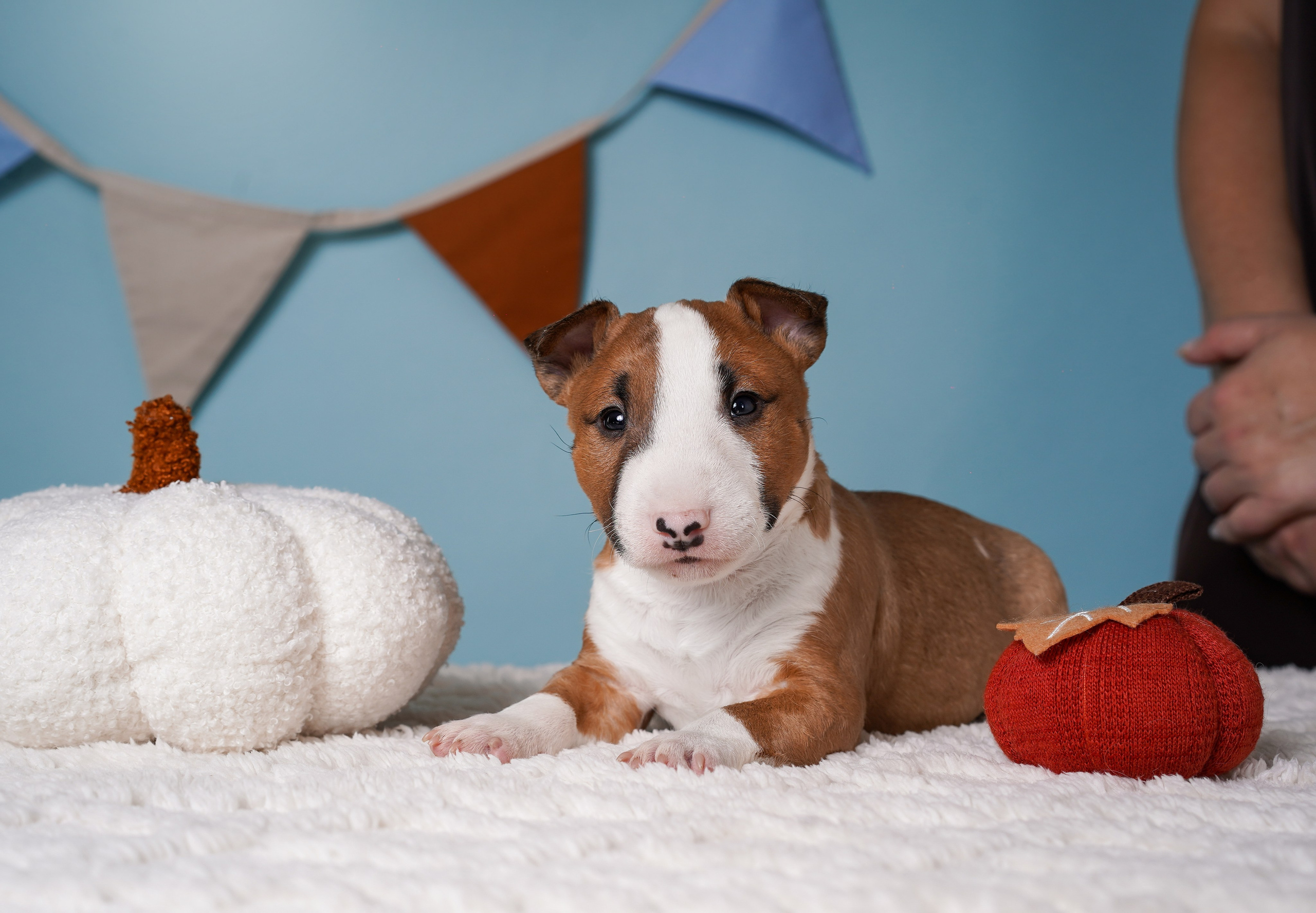Щенки миниатюрного бультерьера. Фотограф-анималист в Санкт-Петербурге Яна Мартынова