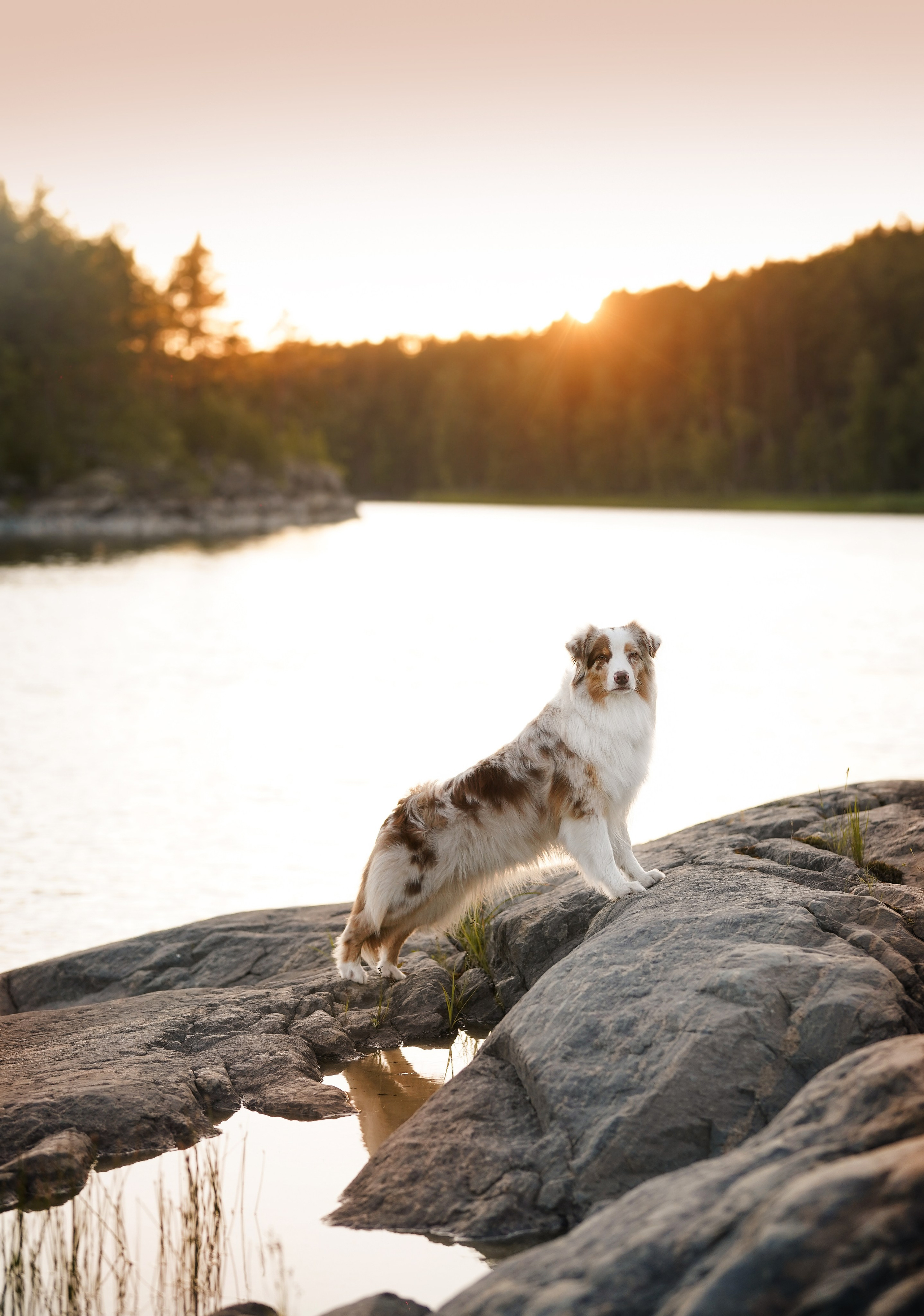 Панда и Юни Карелия. Фотограф-анималист в Санкт-Петербурге Яна Мартынова
