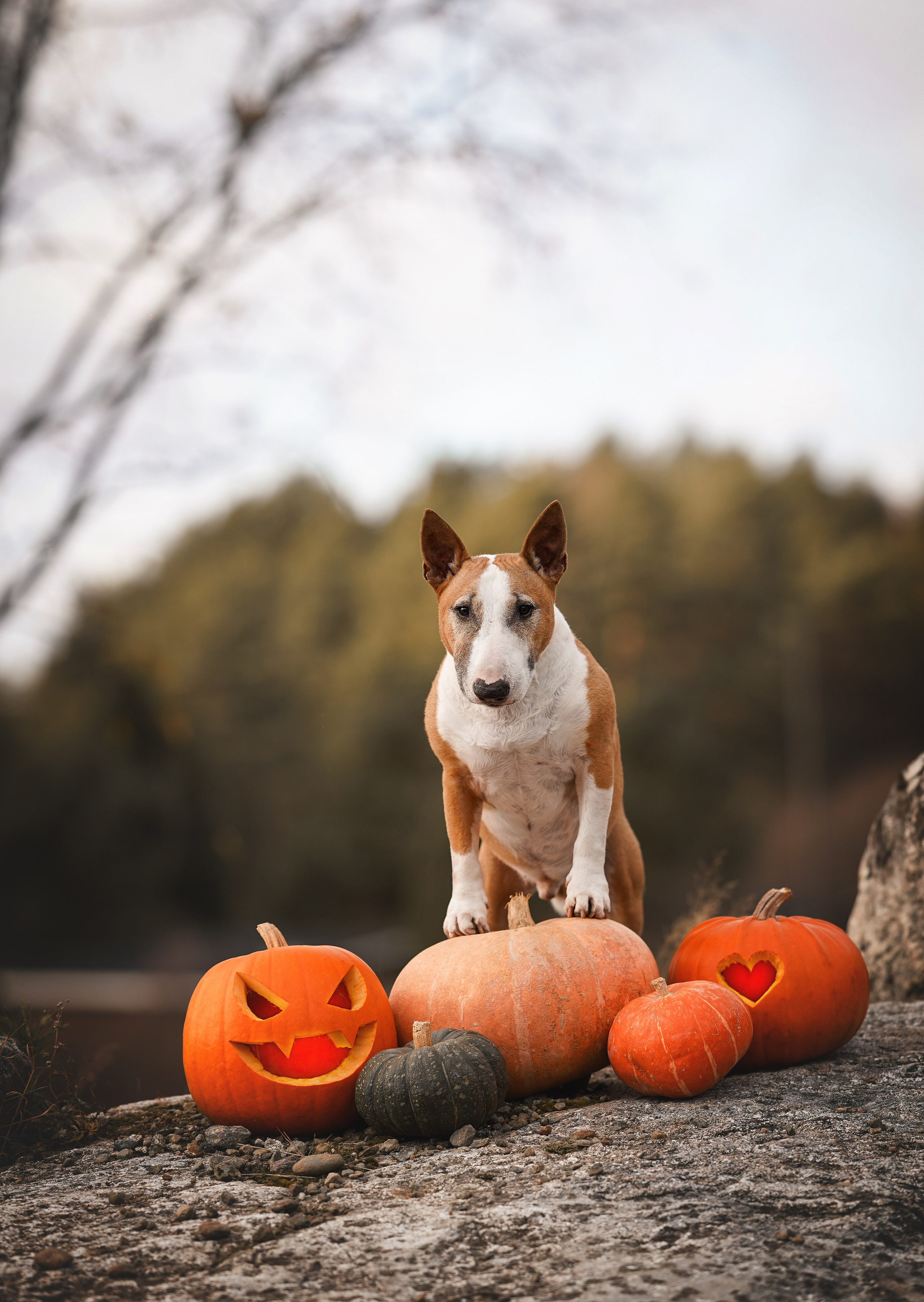 Нала, Панда и Юни Halloween. Фотограф-анималист в Санкт-Петербурге Яна Мартынова