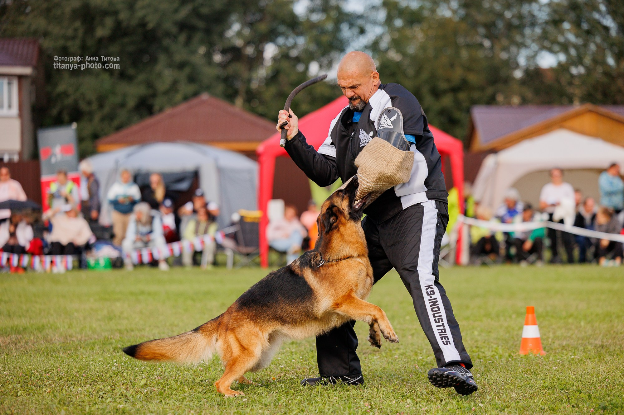 Немецкие овчарки: фото из рингов и вне ринга, мутпроба (фотографии с выставок). Фотограф собак, фотограф-анималист Аня Титова (Titanya). Москва