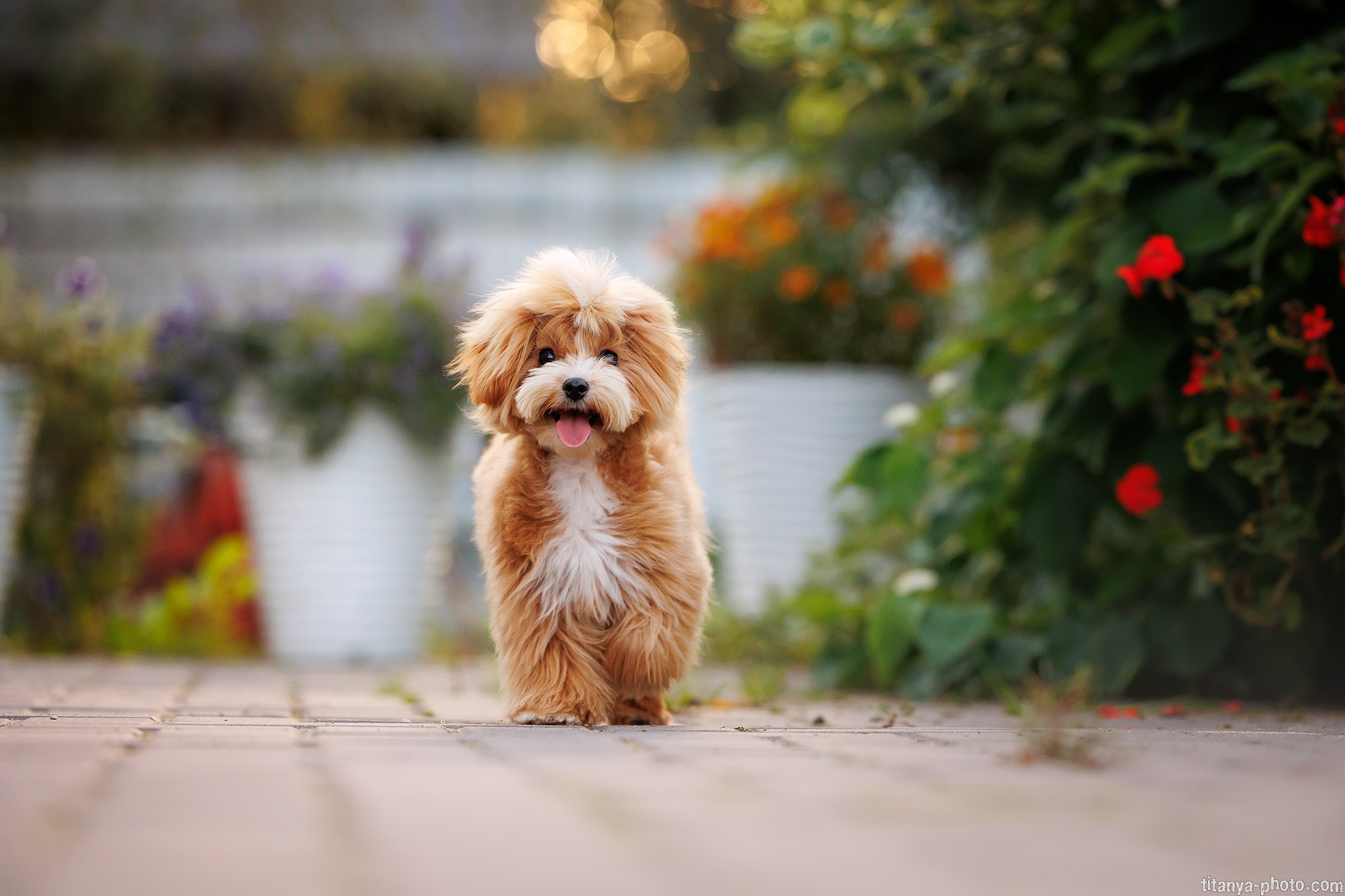 Осторожно, превышение уровня милоты!. Фотограф собак, фотограф-анималист Аня Титова (Titanya). Москва