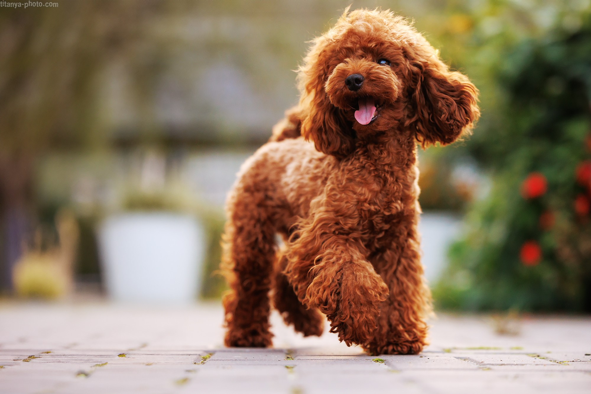 Осторожно, превышение уровня милоты!. Фотограф собак, фотограф-анималист Аня Титова (Titanya). Москва