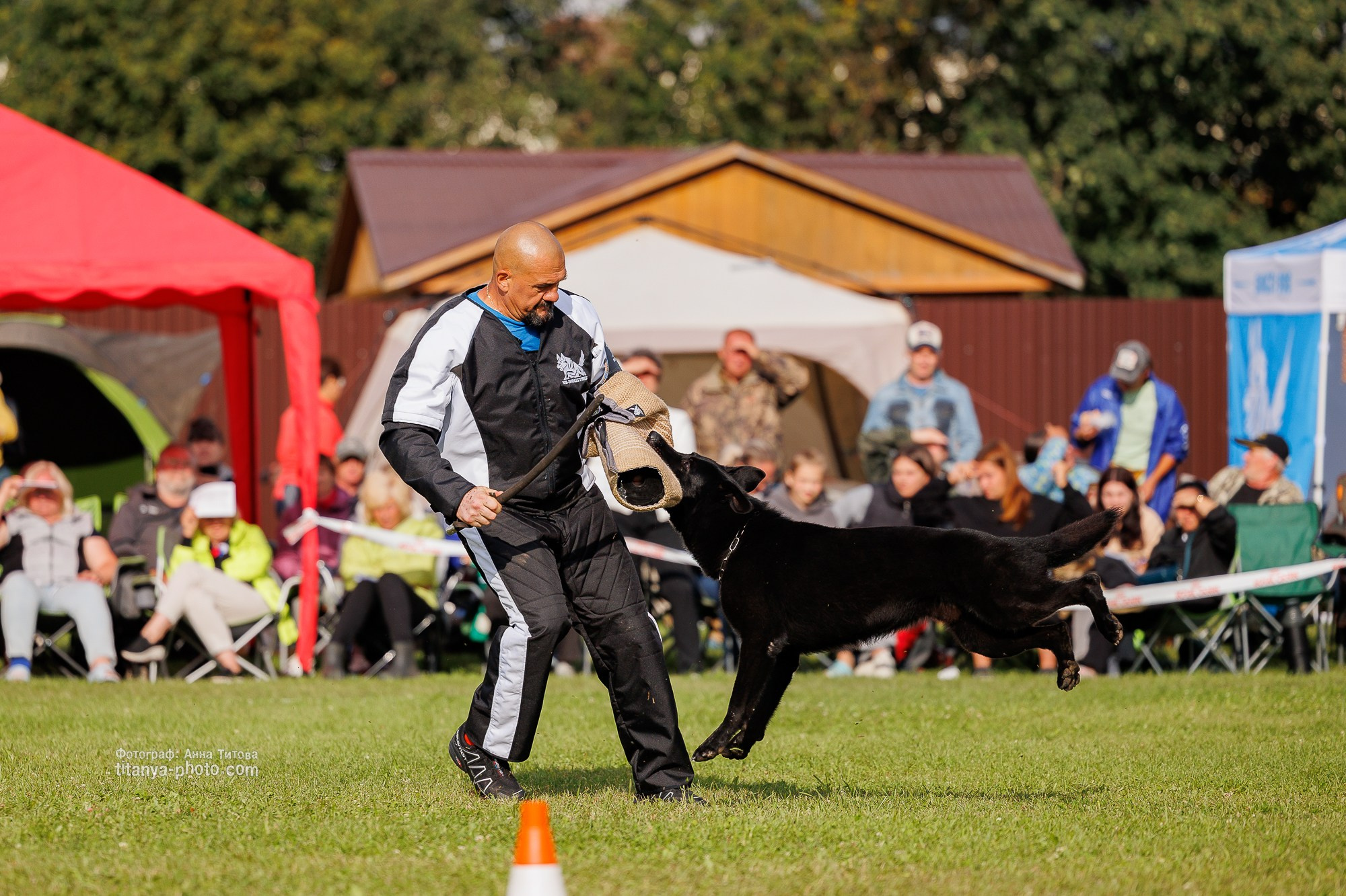 Немецкие овчарки: фото из рингов и вне ринга, мутпроба (фотографии с выставок). Фотограф собак, фотограф-анималист Аня Титова (Titanya). Москва