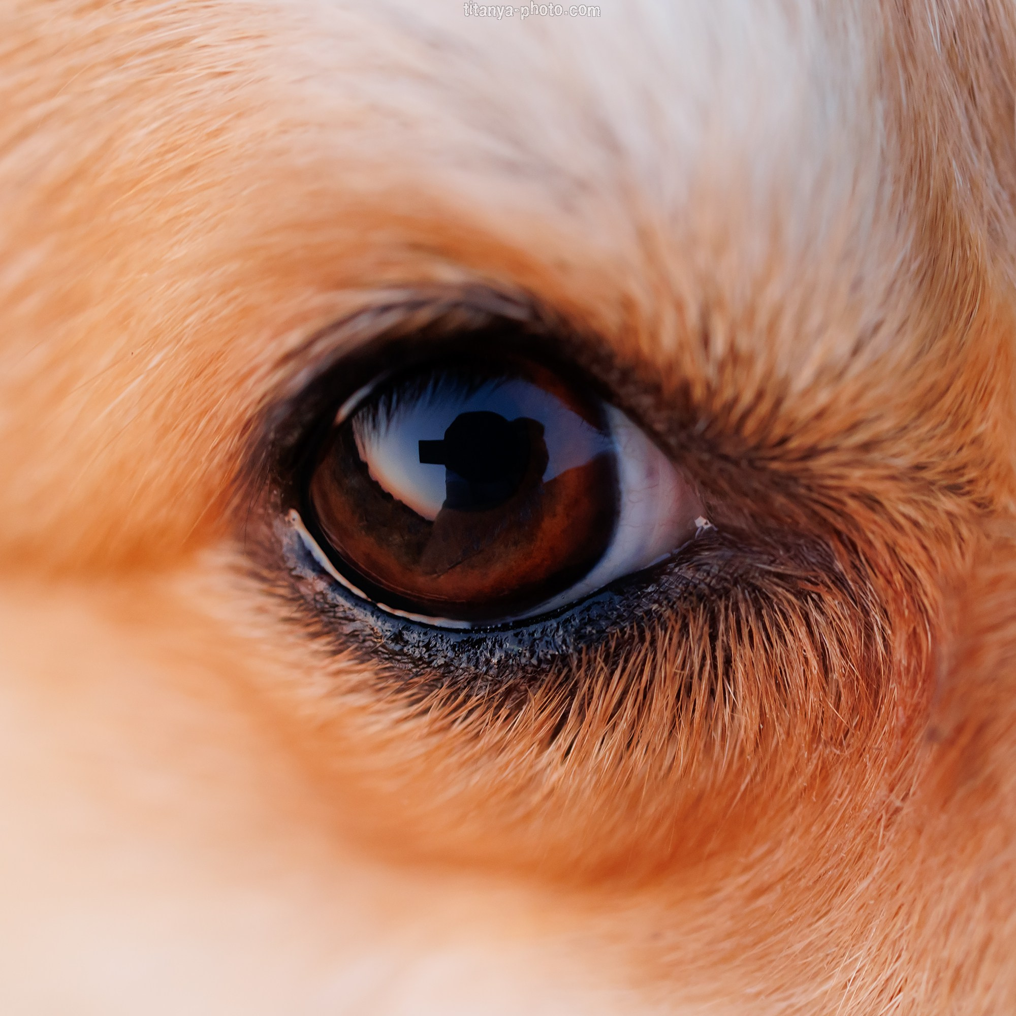 Собака на сене. Фотограф собак, фотограф-анималист Аня Титова (Titanya). Москва